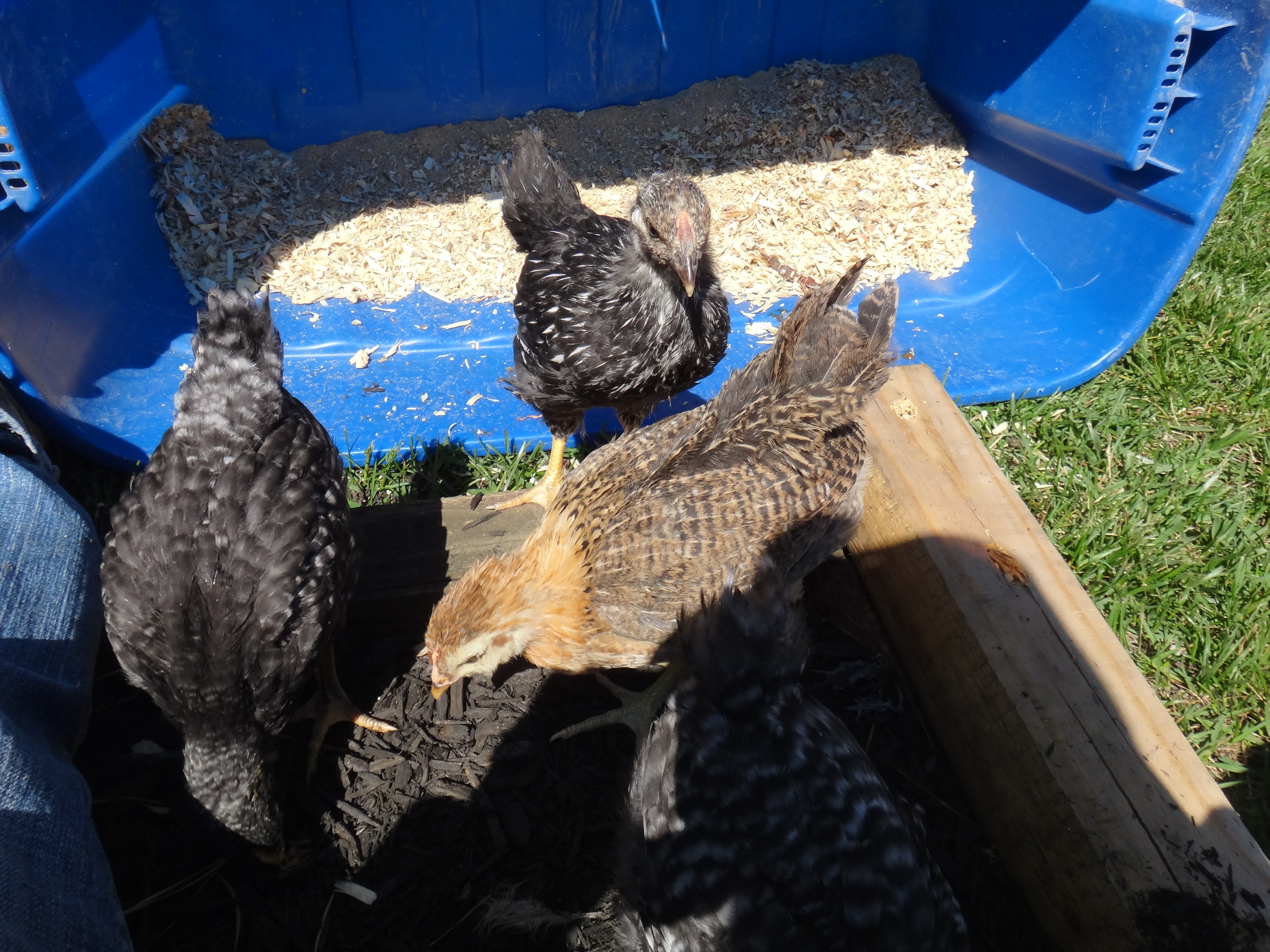 poco loco on left Carmella on right 4 weeks, wendy in back
