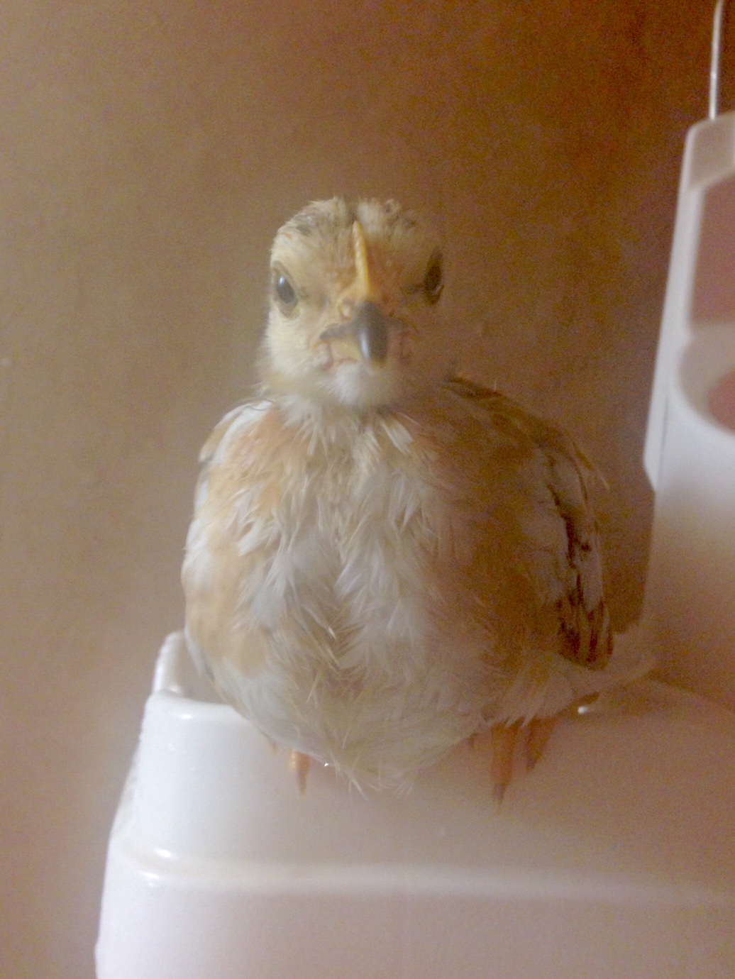 Poe in the shower looking a little more white