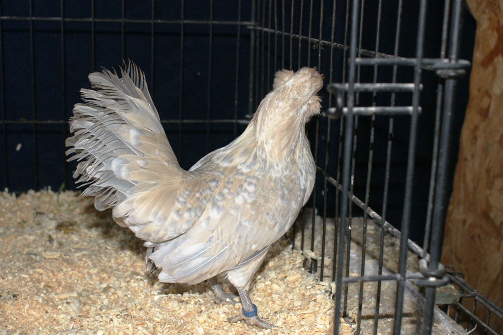 poeclen d;anver pullet