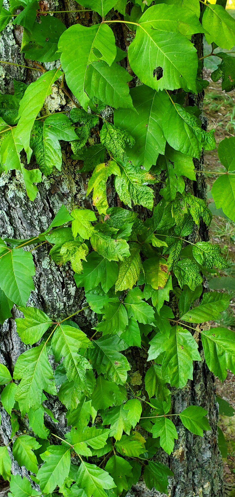 Poison Ivy, beginning to die from RoundUp ☠