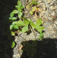 poison oak