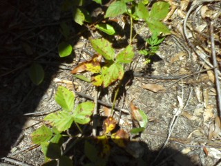 poison oak