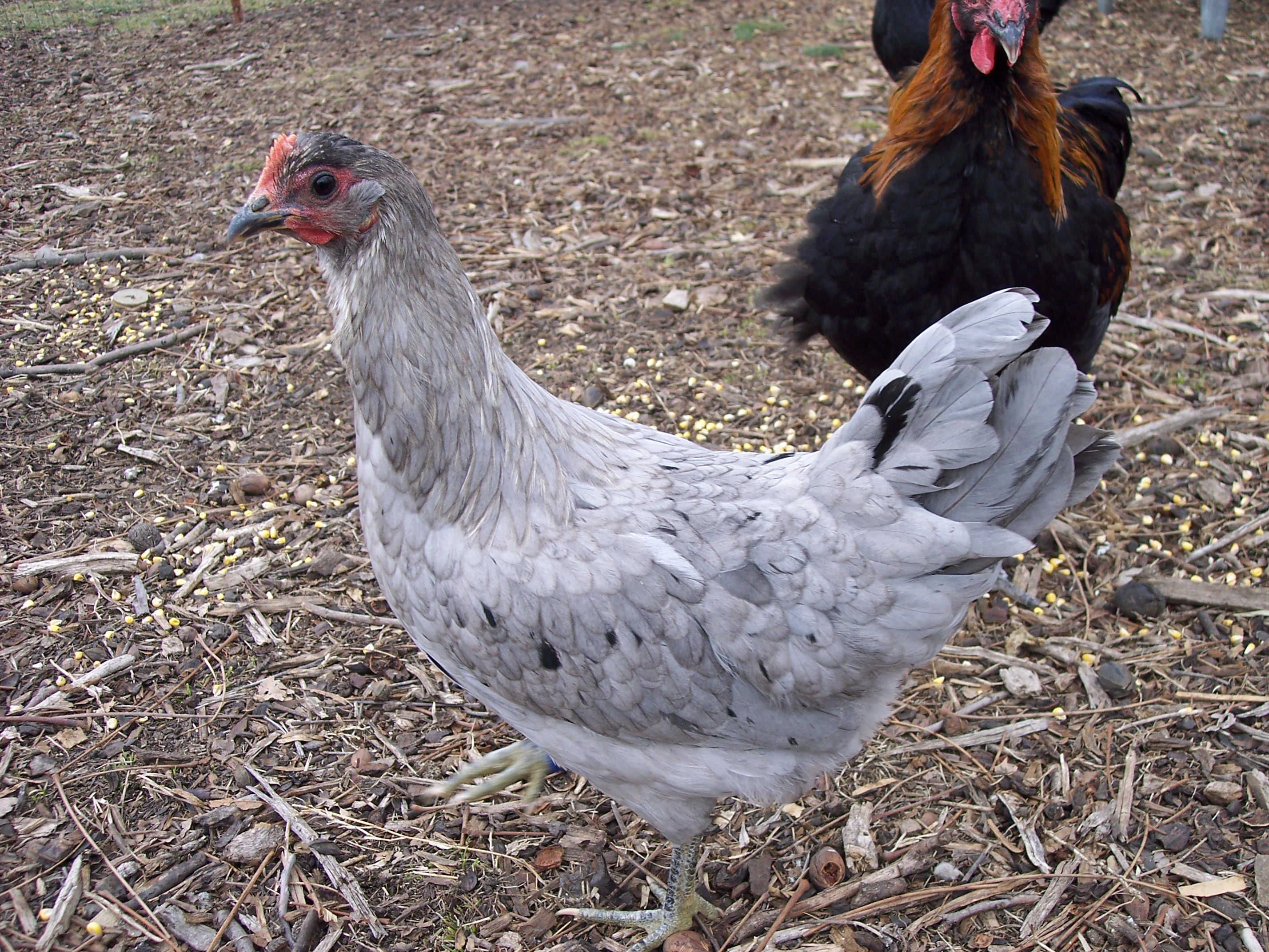 POL blue Isbar pullet