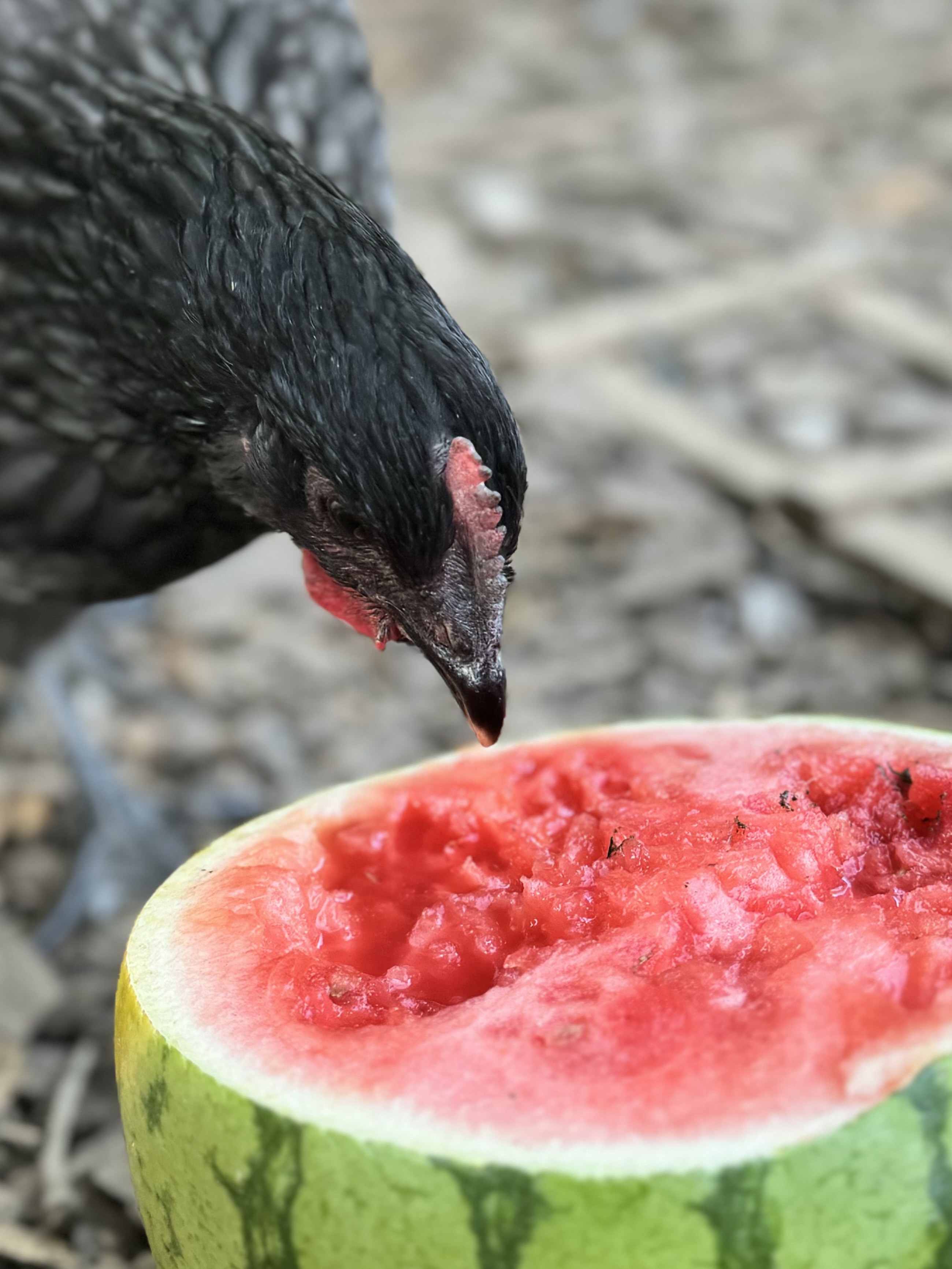 Polar eats watermelon
