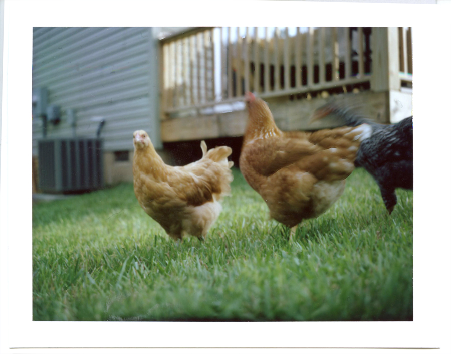 Polaroid of my girls. Buff Orpington (8wks), Comet (18wks), Barred Rock (8wks)