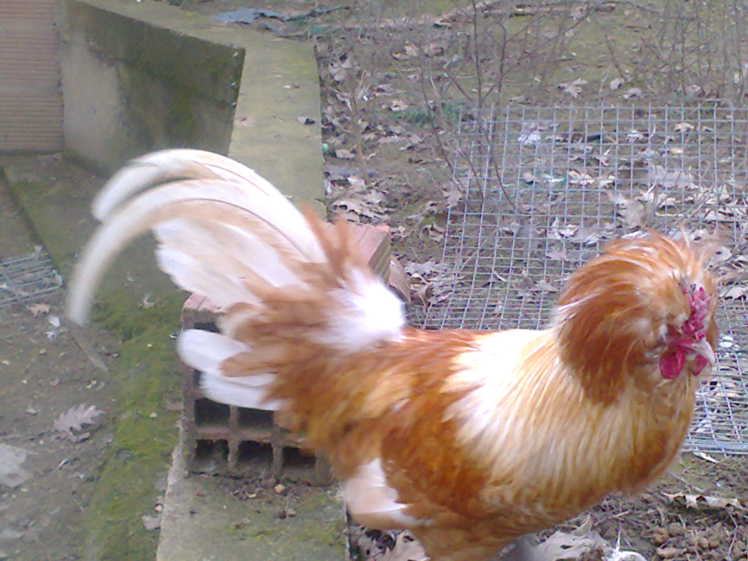 polish bantam rooster