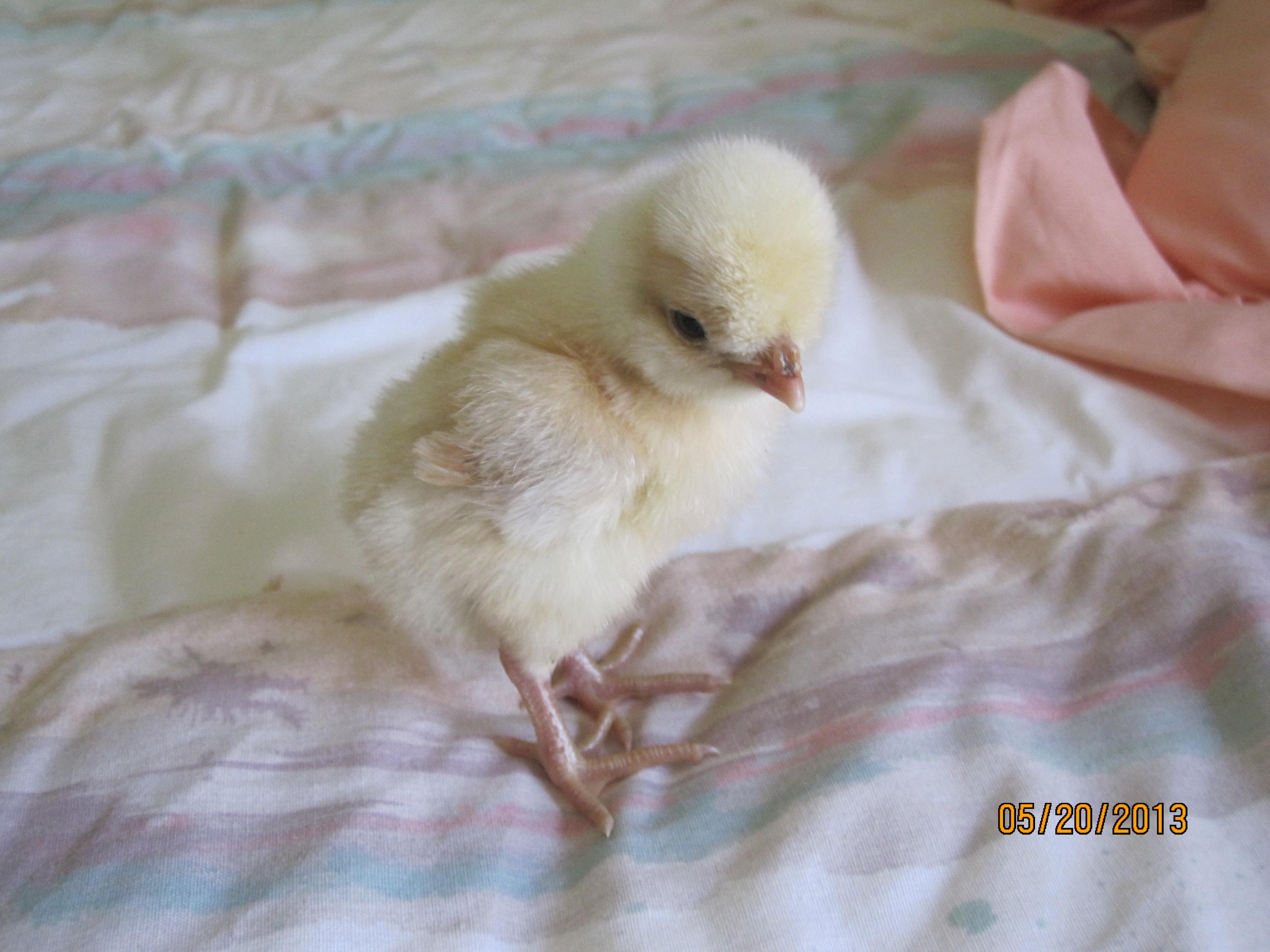 Polish Buff Laced little chick