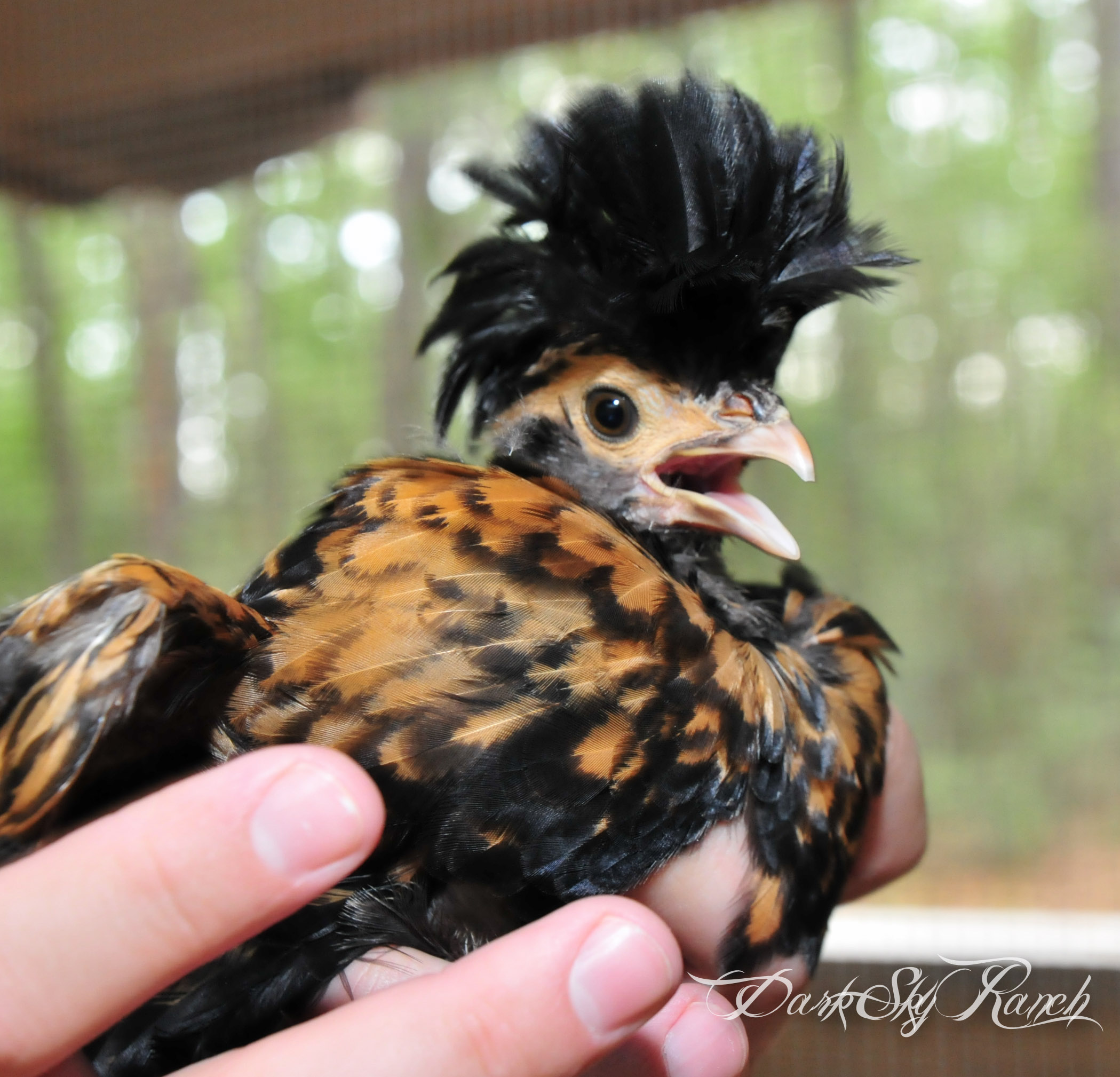 polish chick, 7 weeks old