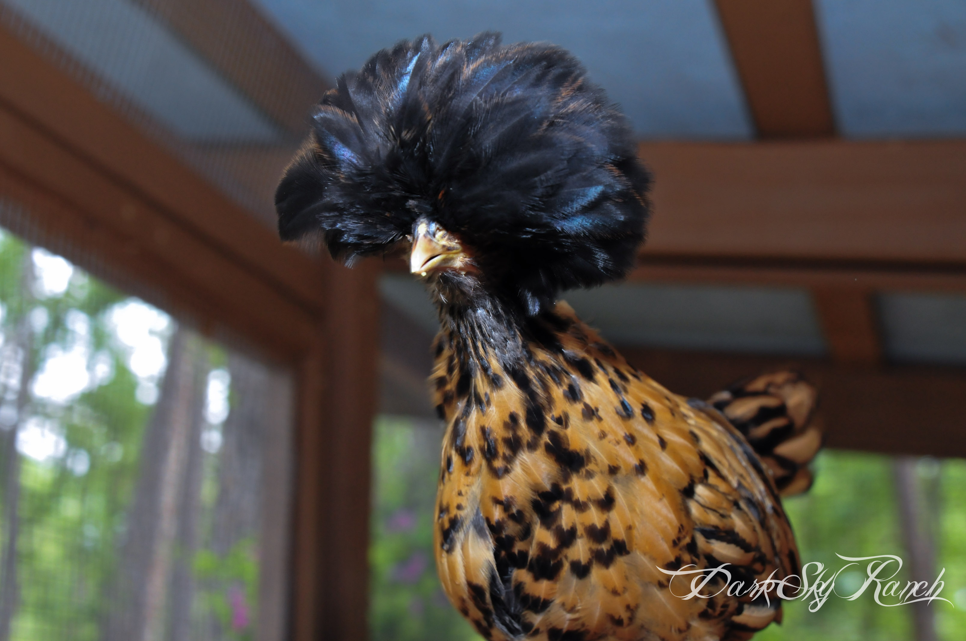 polish chick, 7 weeks old