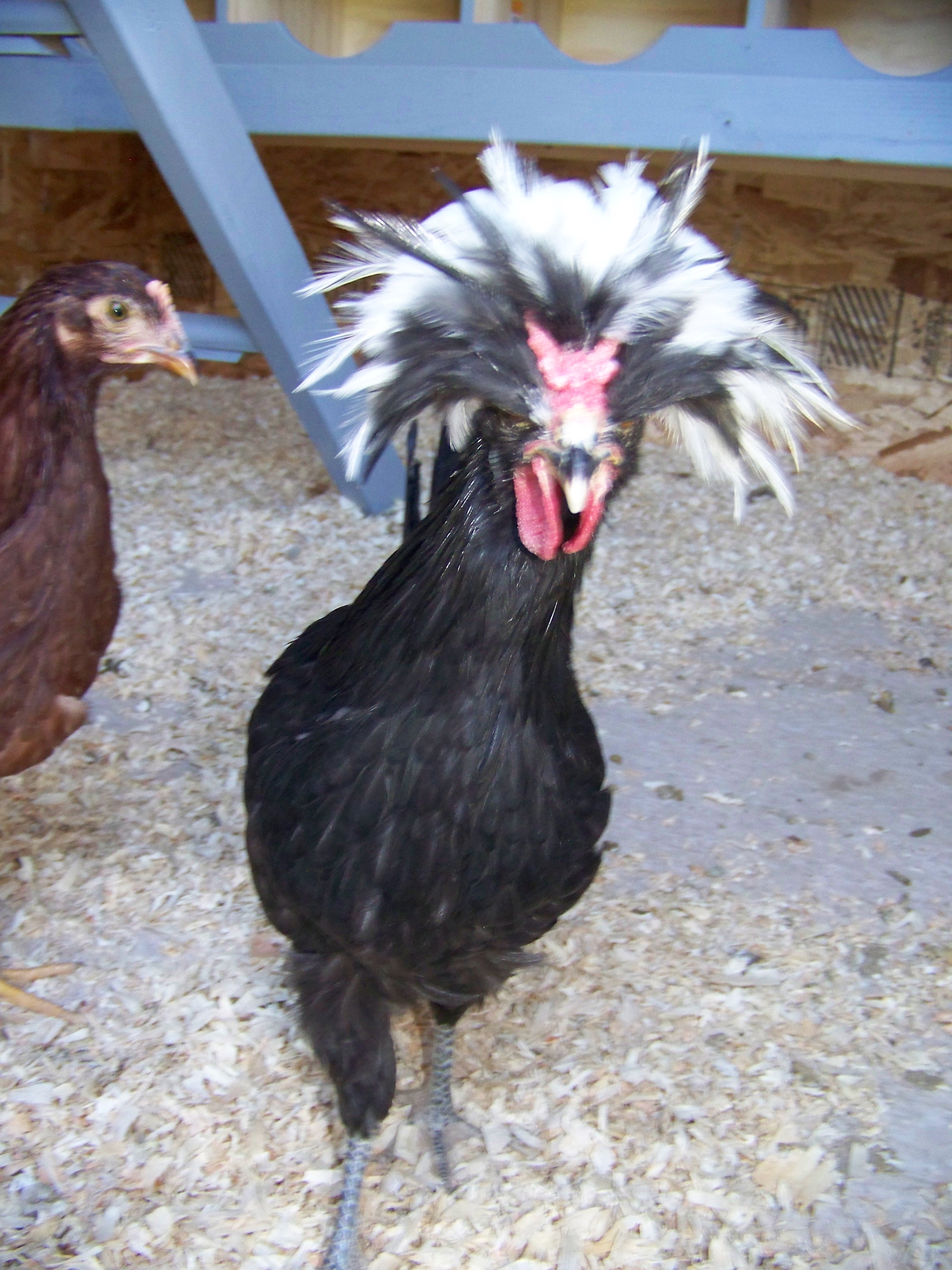 Polish crested rooster
