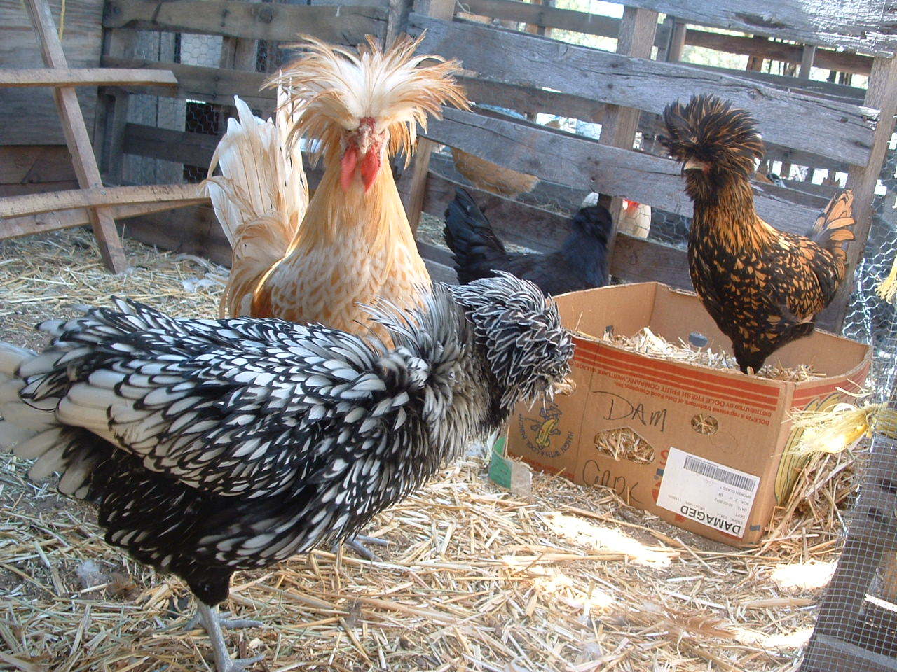 Polish flock going to a neighbor in exchange for some diesel fuel.