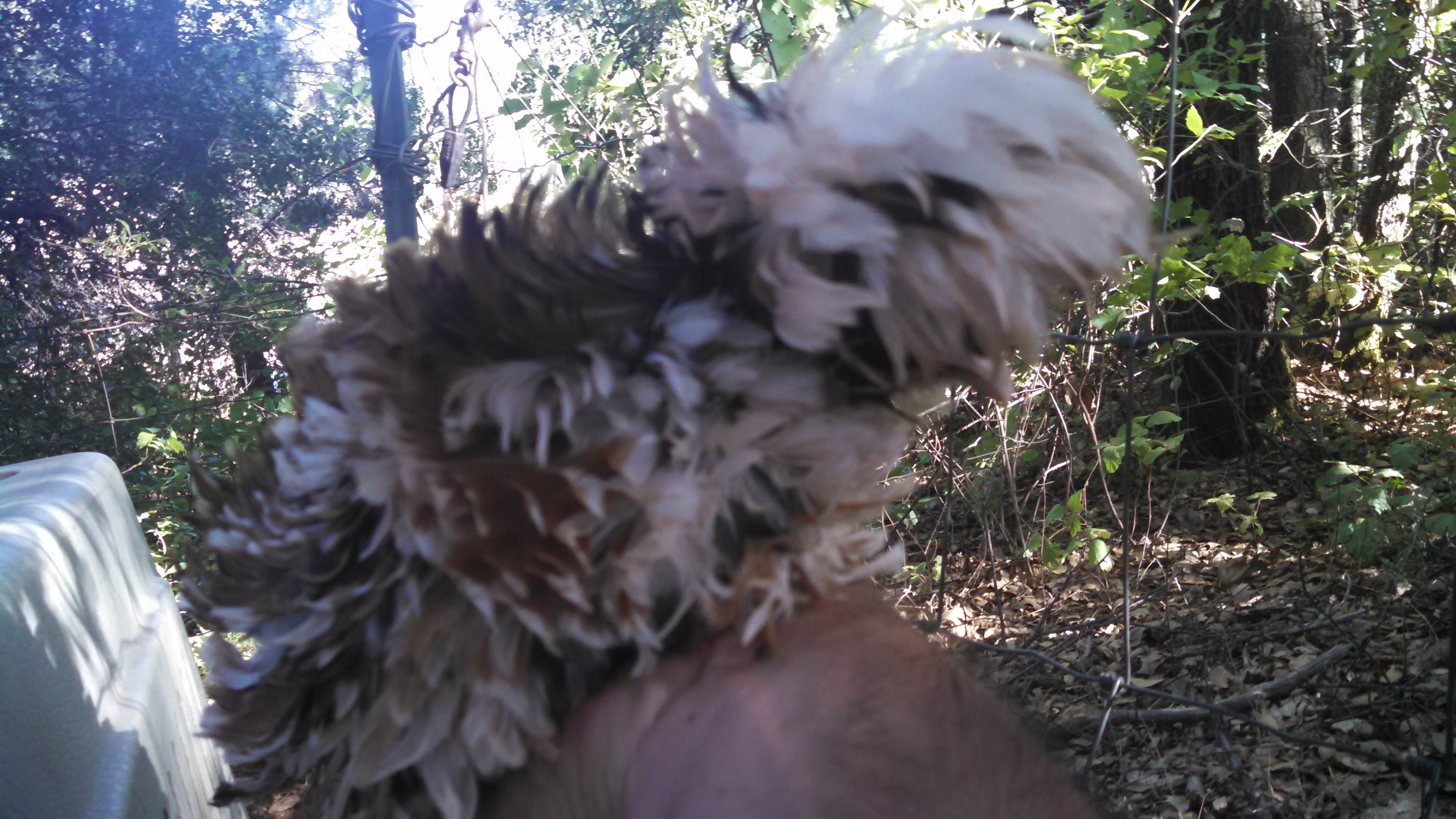 Polish Frizzle the only one this color in the world that I know of what a sweet bird