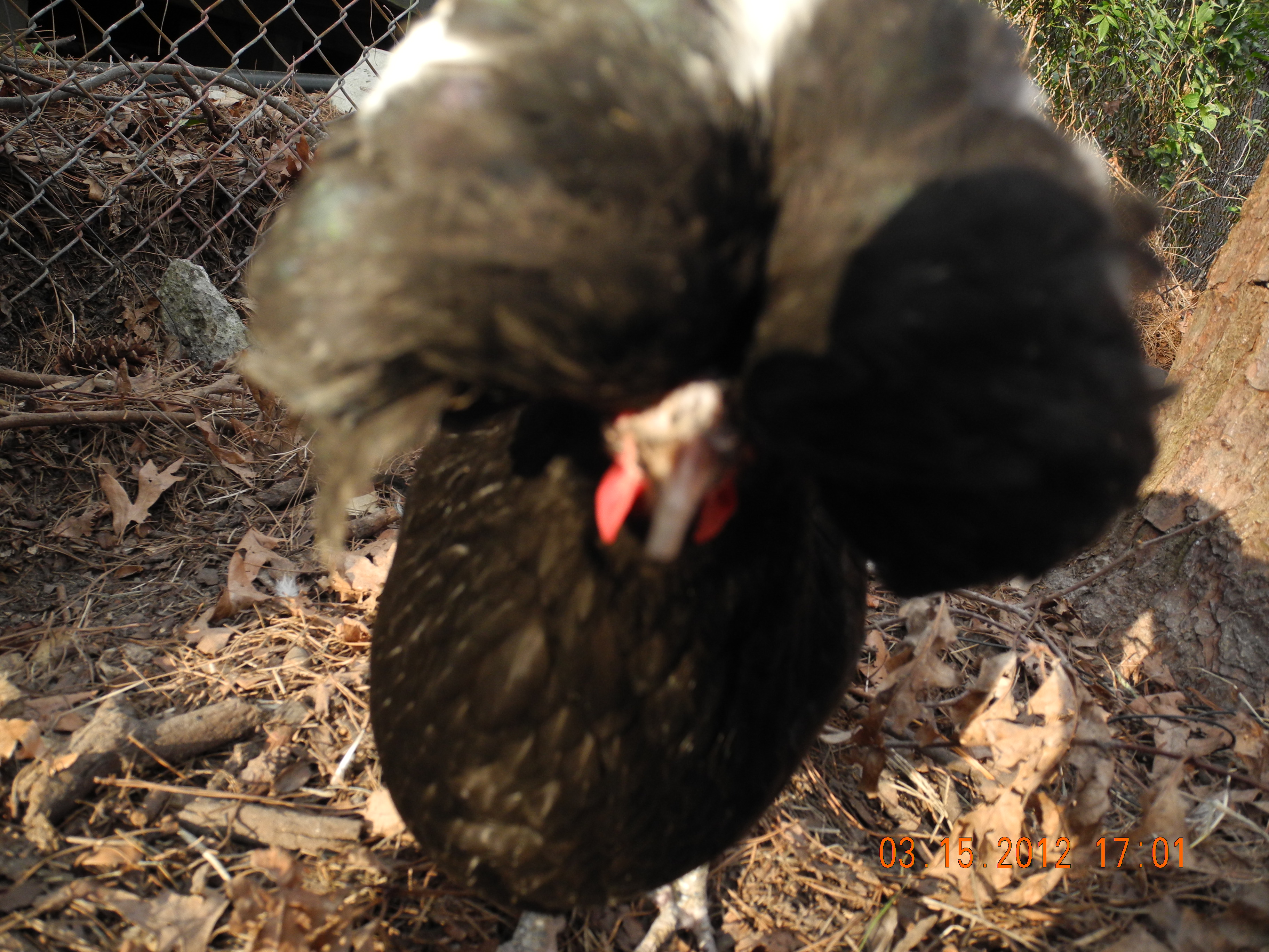 Polish hen Marilyn.....such a ham!