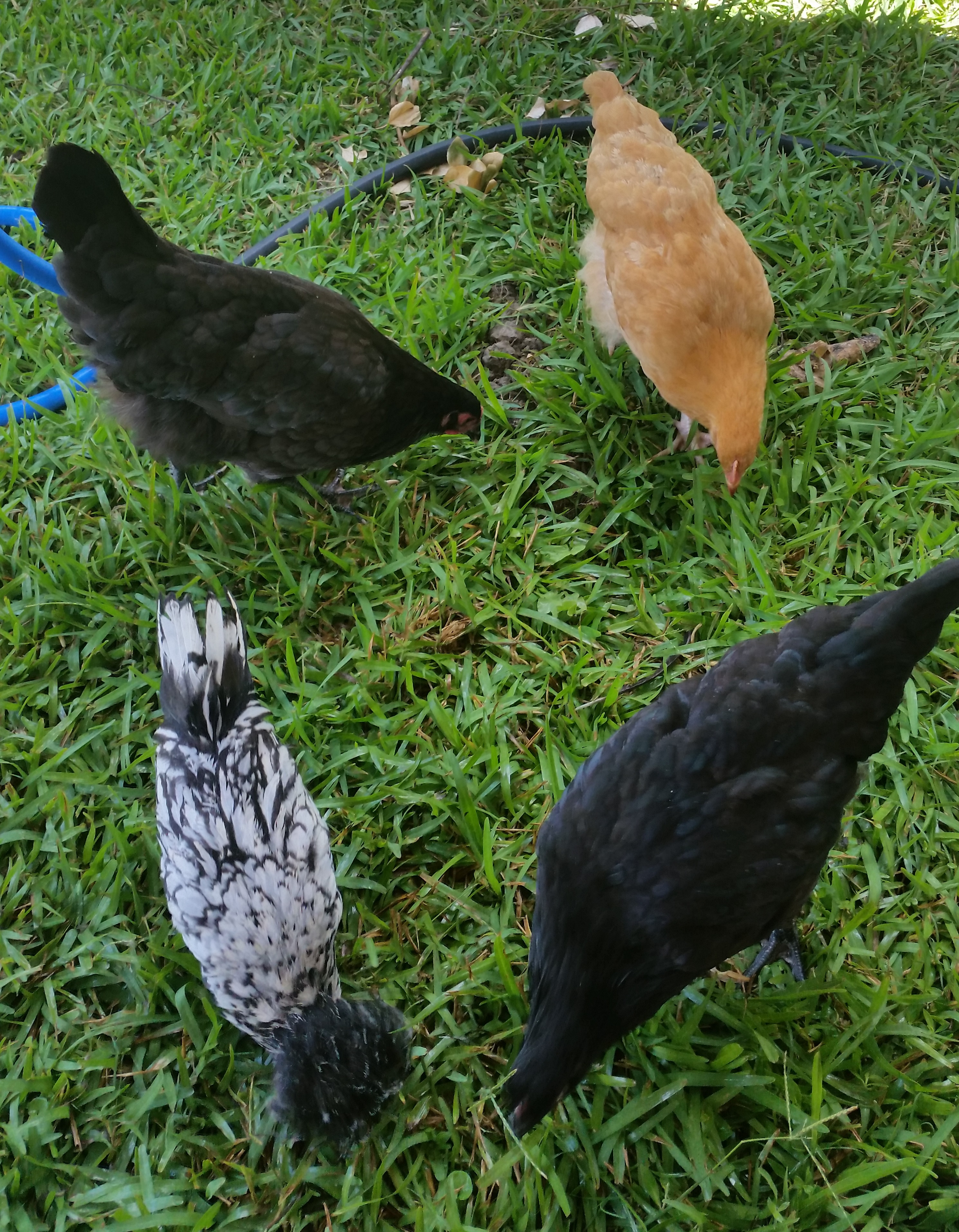 Polish, Older Australorp (17weeks), Buff Orpington, and Younger Australorp (bottom right) 14 weeks