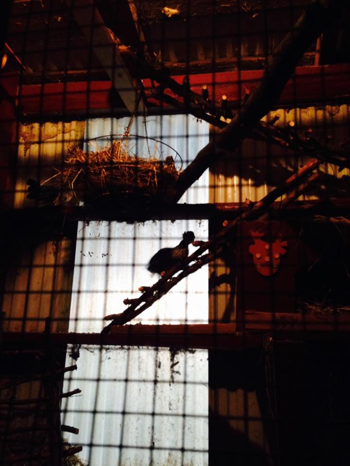 Polish Pullet using a ladder to get up to the perches