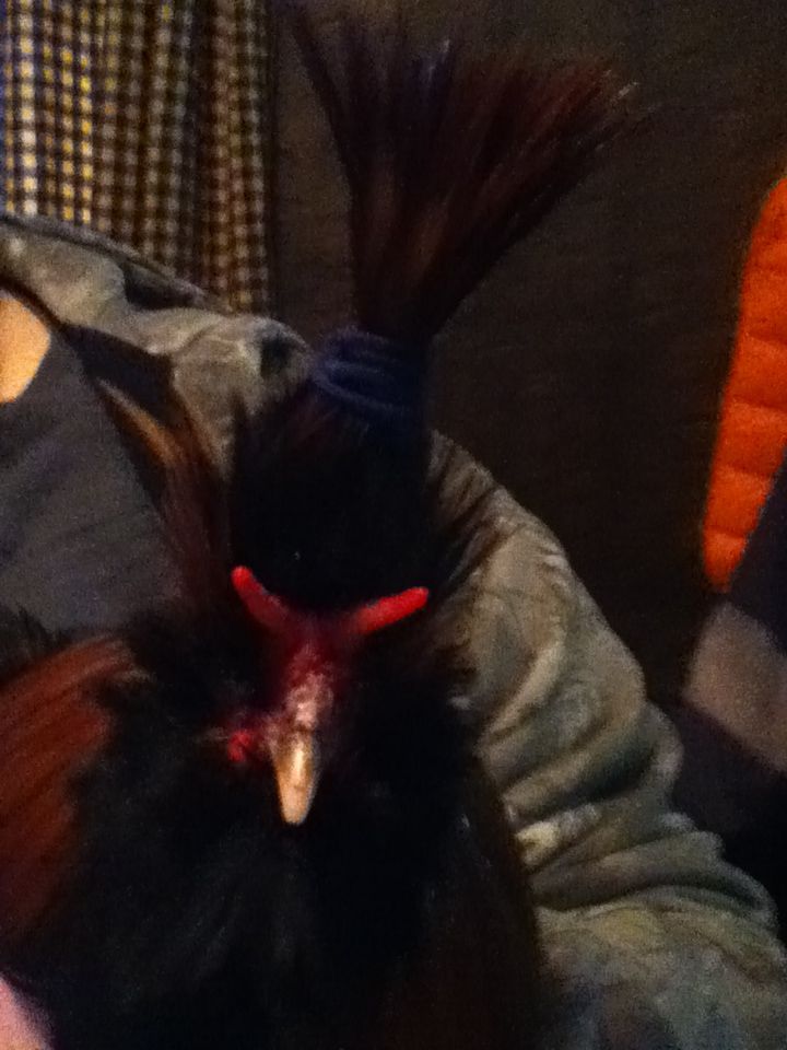 polish rooster CHUCK!