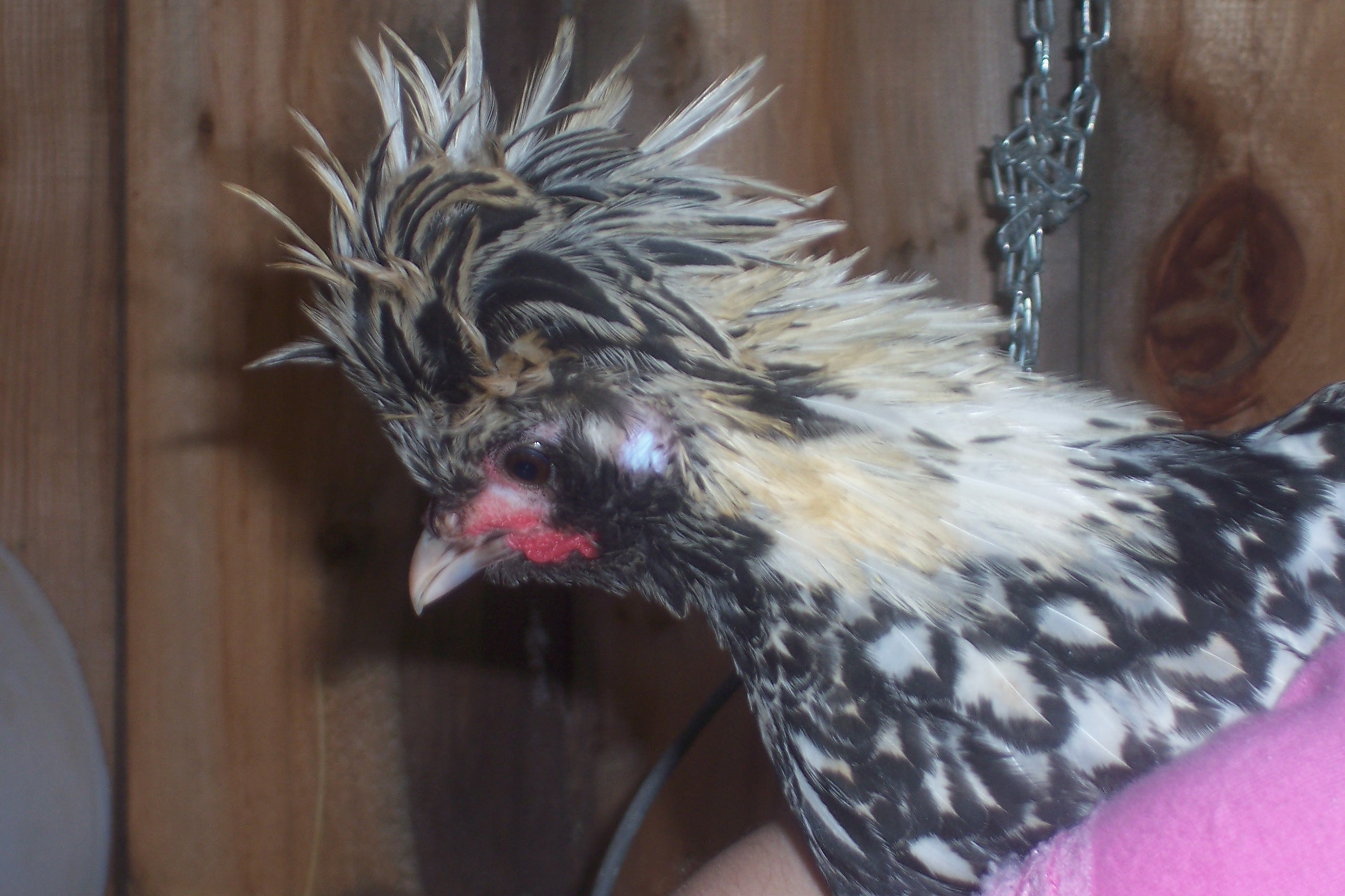Polish Rooster Named: SilverMine after my fav sub lol