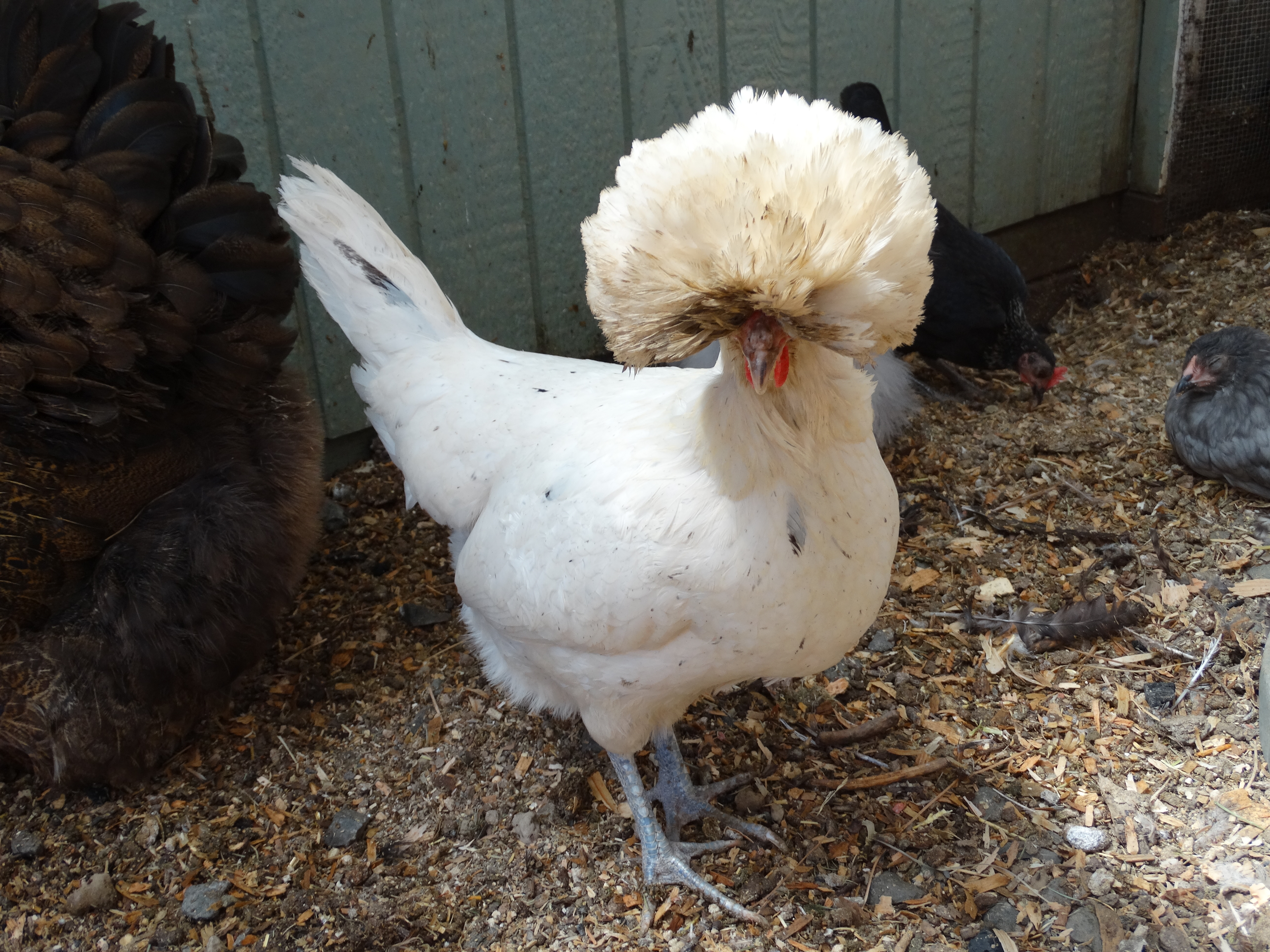 Polish, white splash