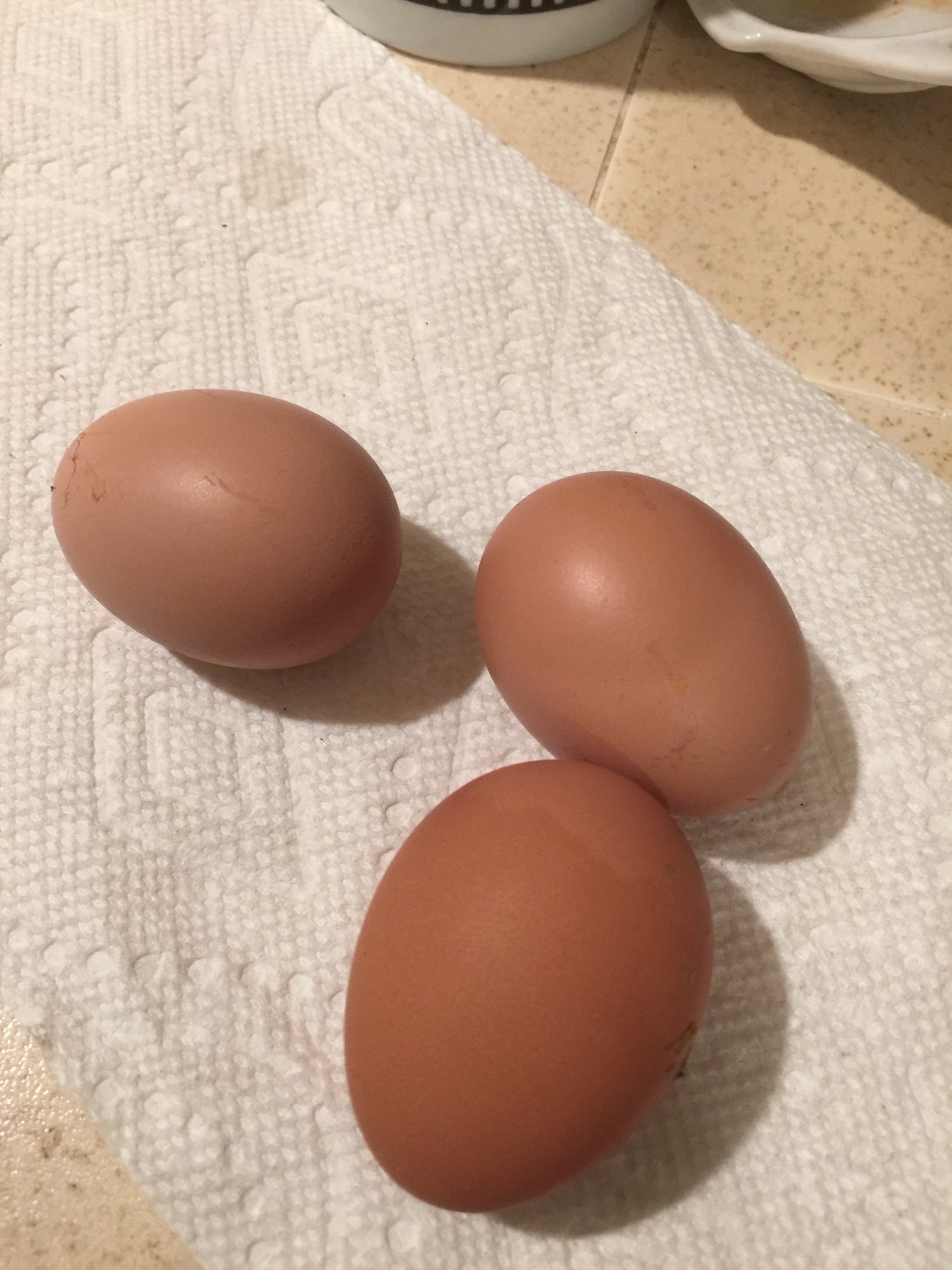 Polly’s first 3 eggs