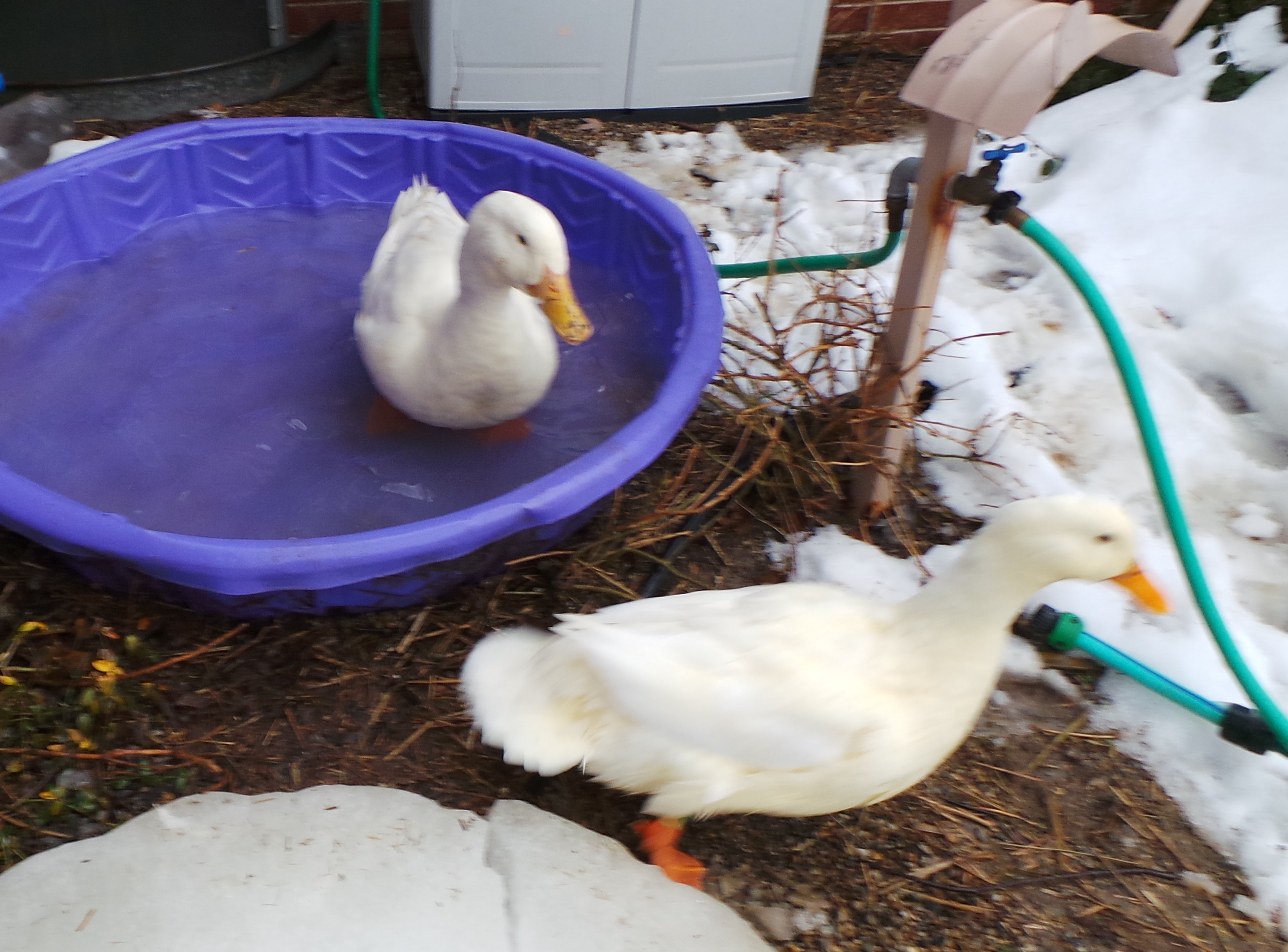 Polly and Petey enjoyin the pool.The weather finally gave them a day to swim.