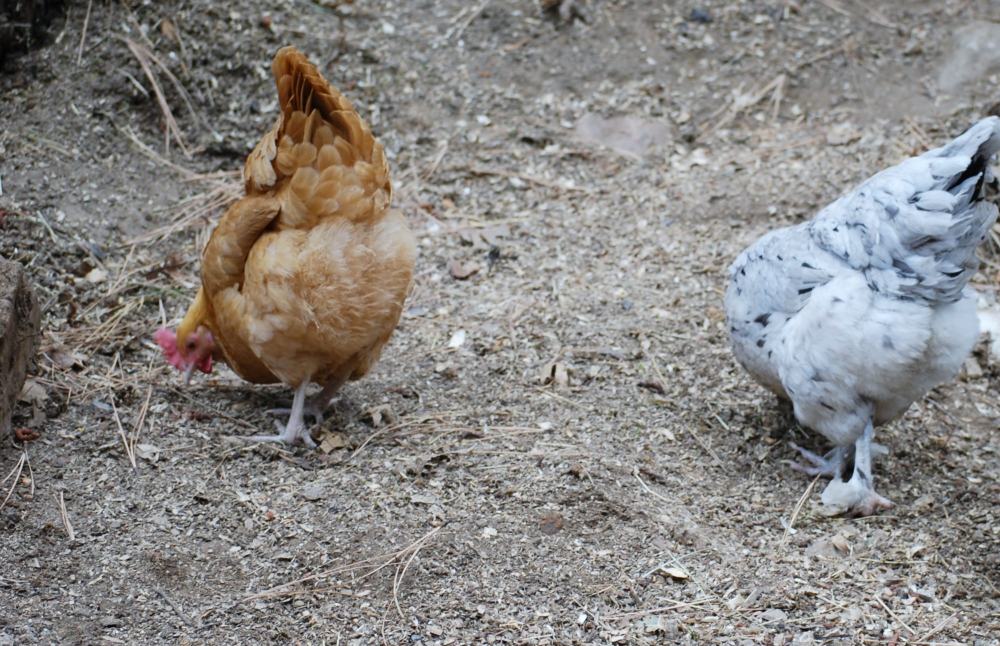 Polly and Sheila