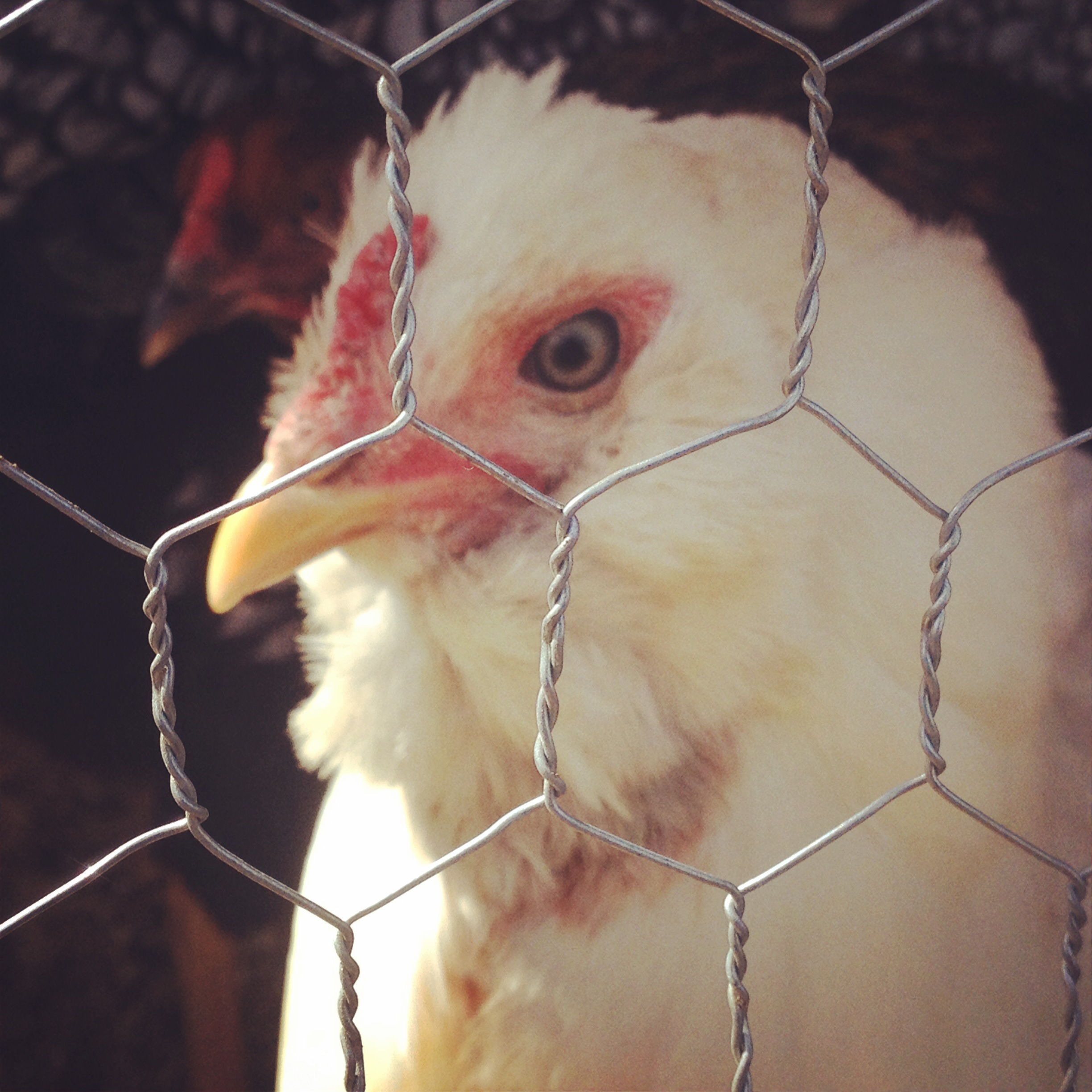 Polly- Avalynn, my daughter's chicken