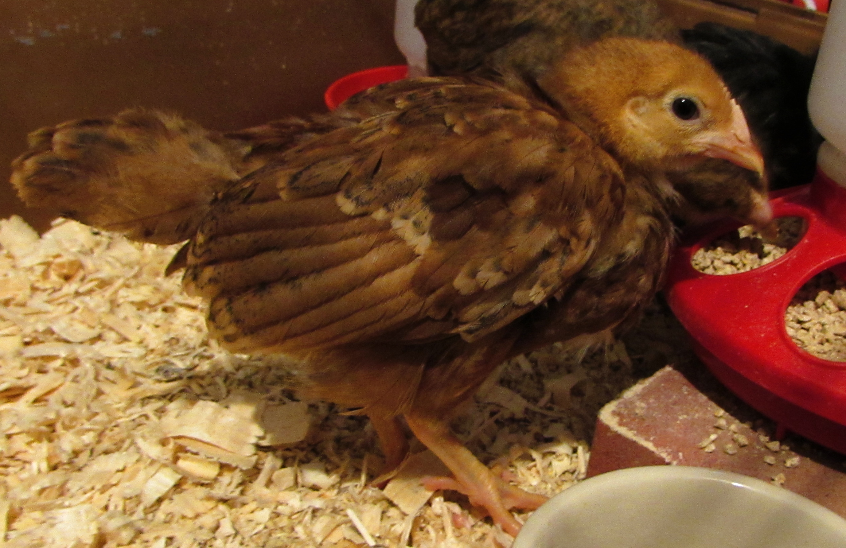 Polly the Rhode Island Red.
