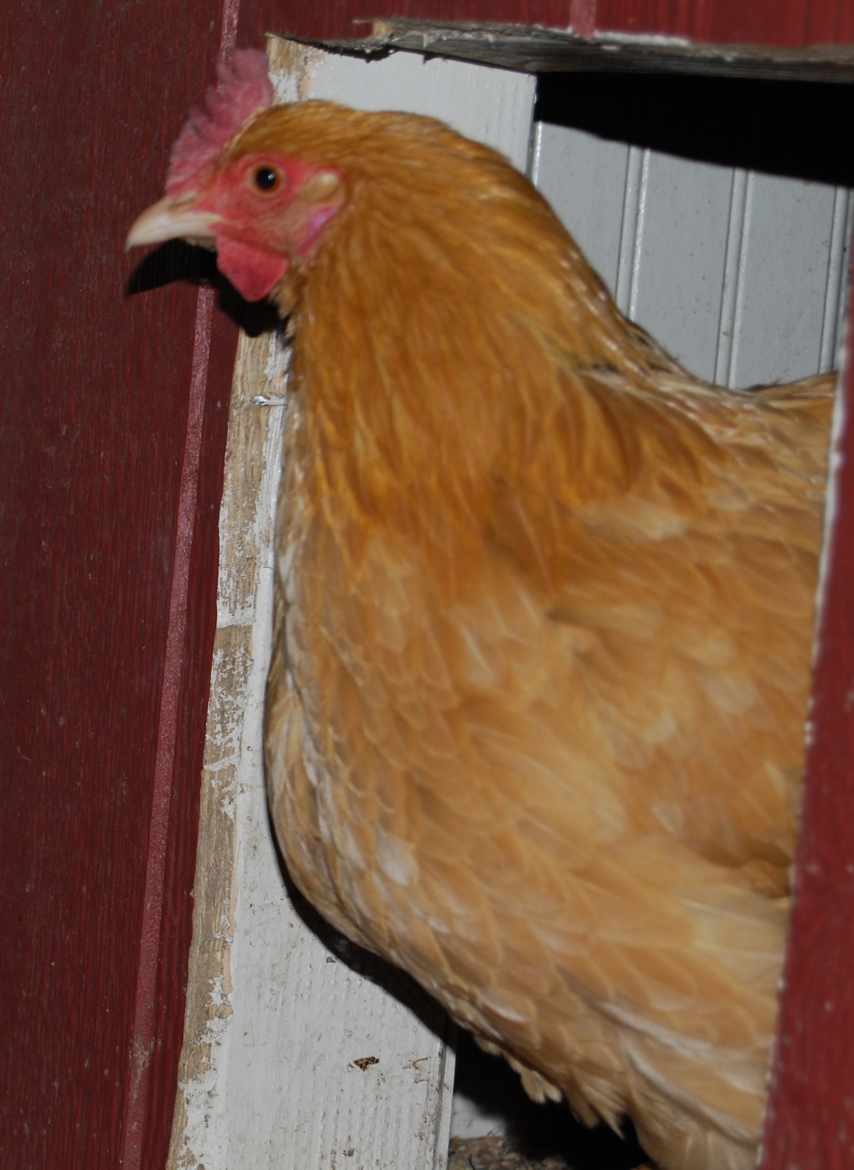 Polly