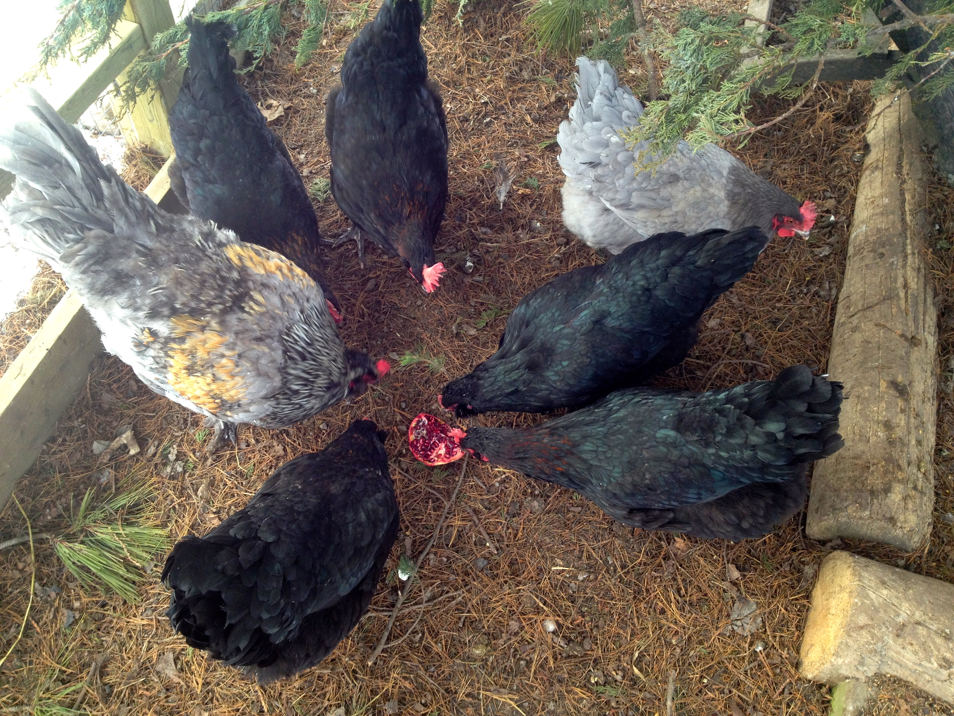 Pomegranate, new food