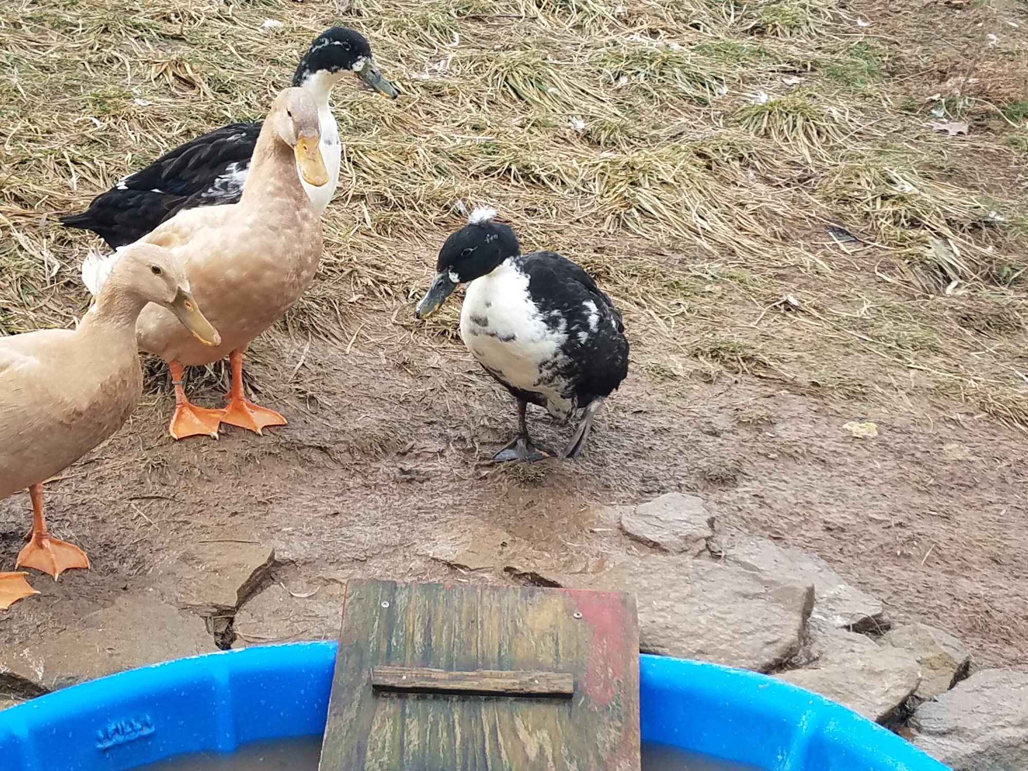 Pommes Duck walking to the pool