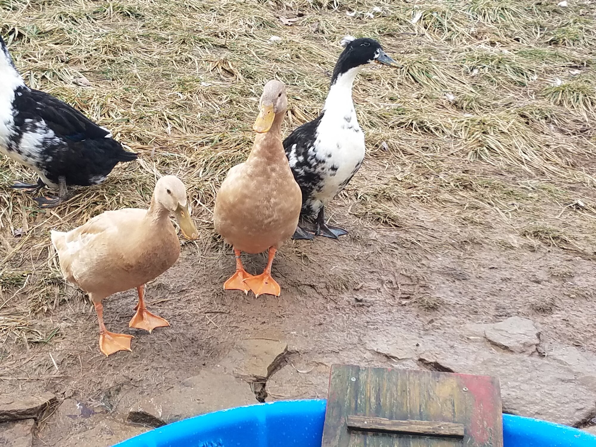 Pommes Duck watching me
