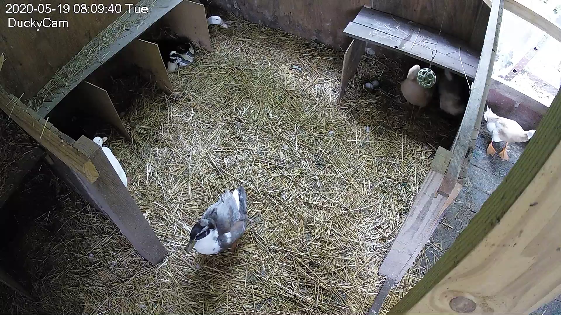 Pompom and Pinball Duck on the same nest and Blanca looking out of the neighboring nest box