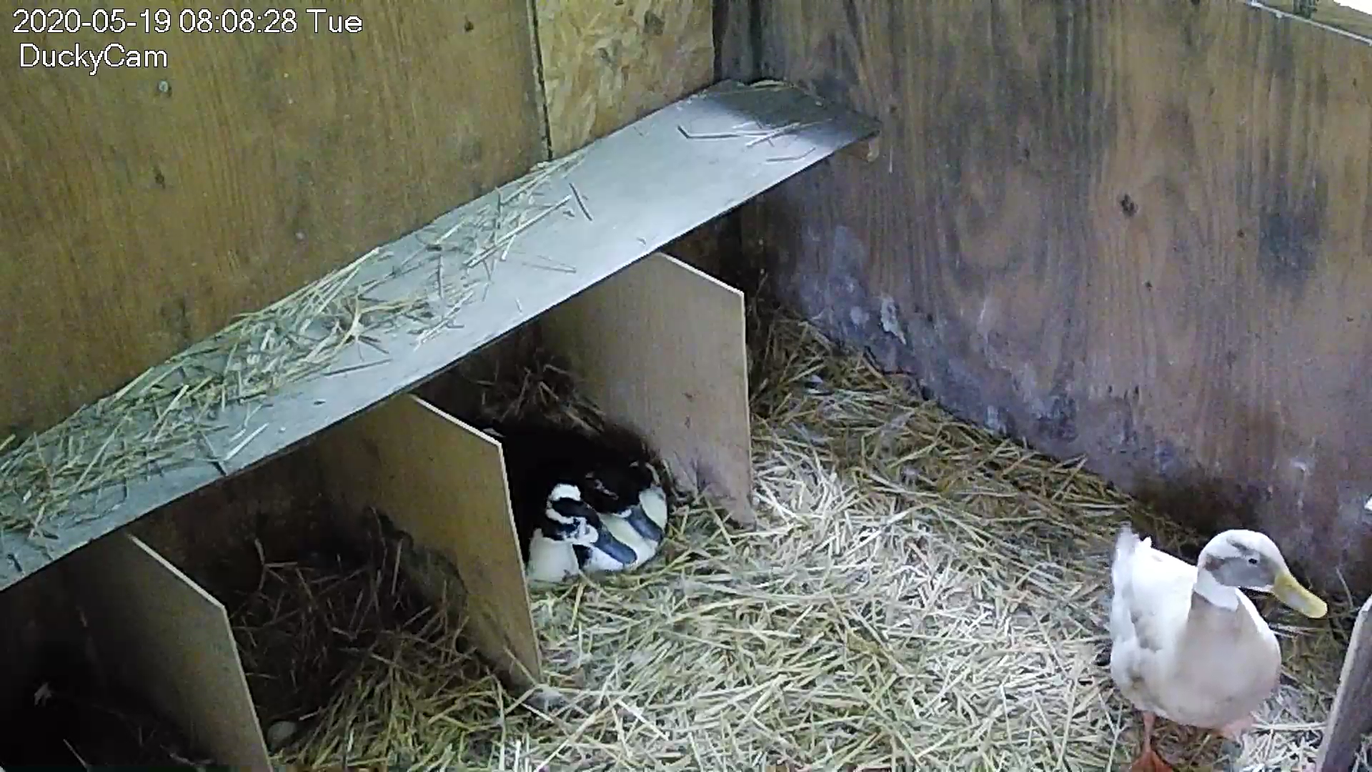 Pompom and Pinball Duck together on one nest