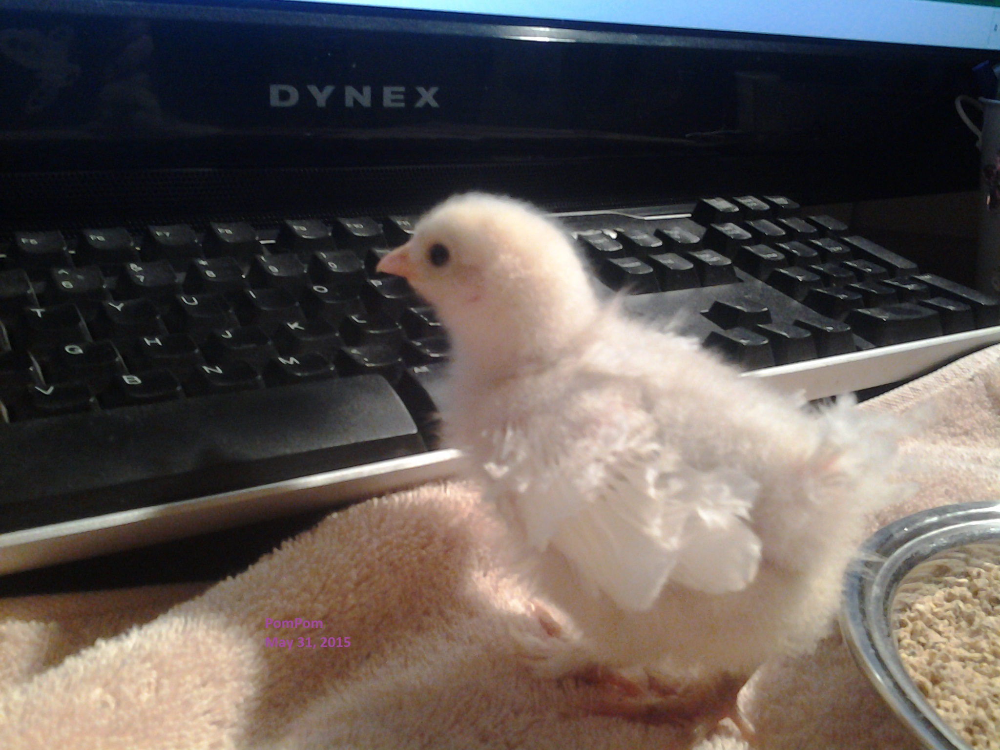 PomPom
White Frizzle Bantam Cochin