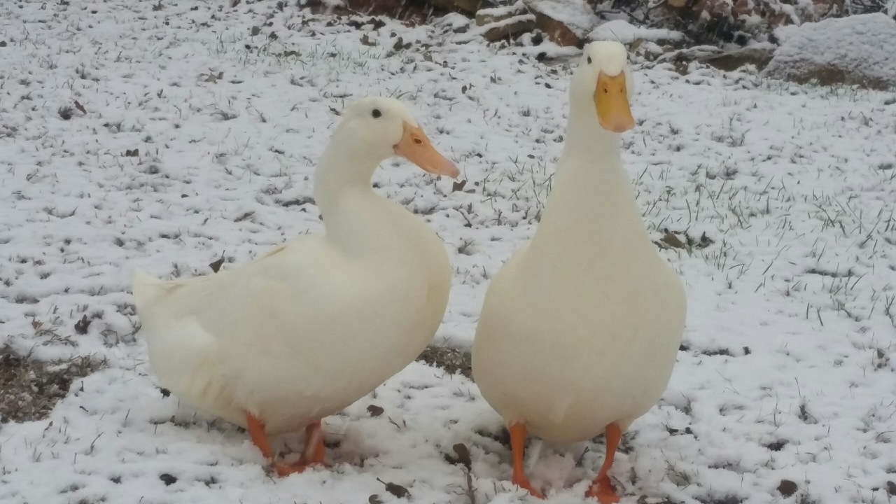 Poncha & Lefty in the snow.