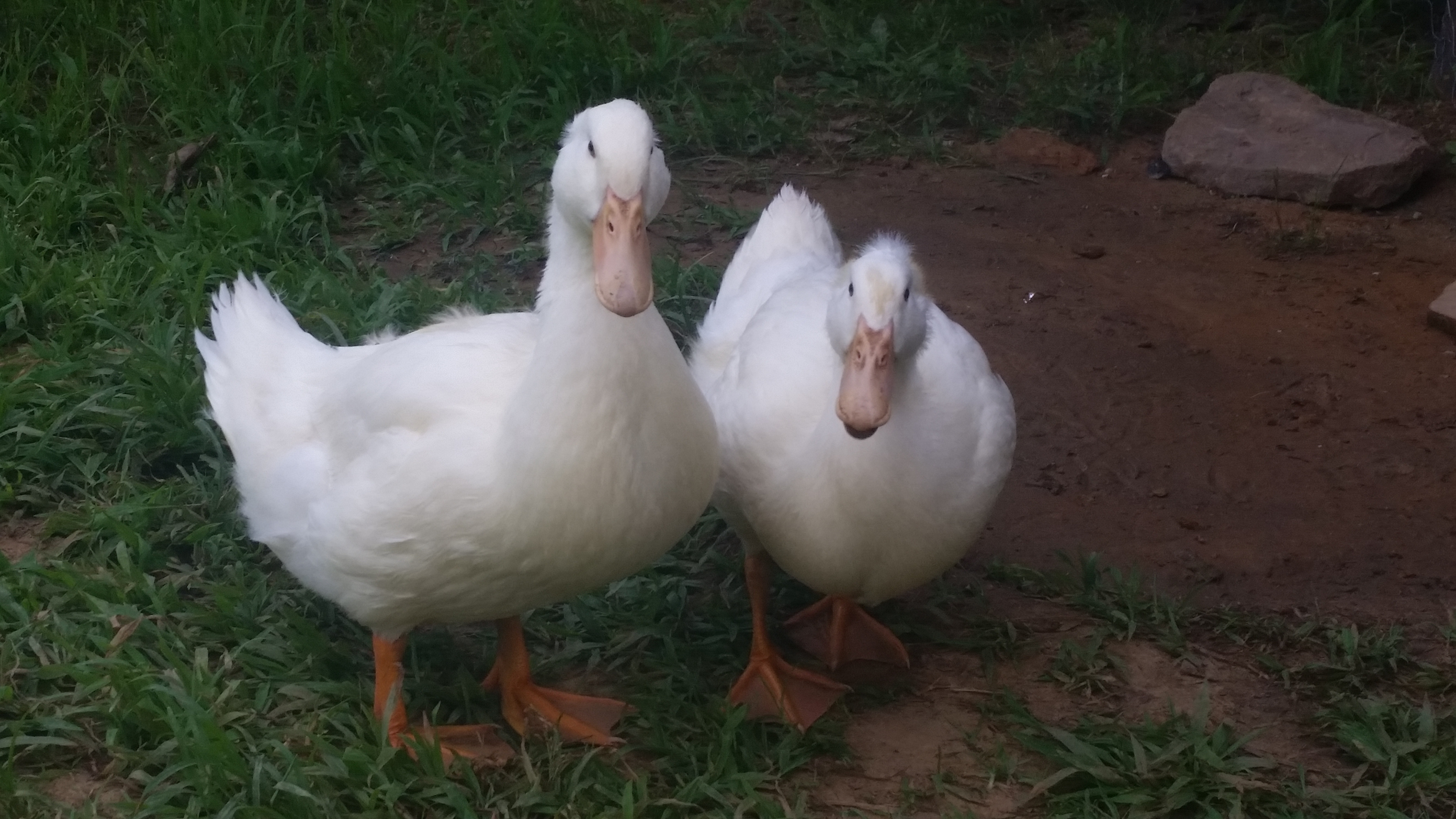 Poncha & Lefty
