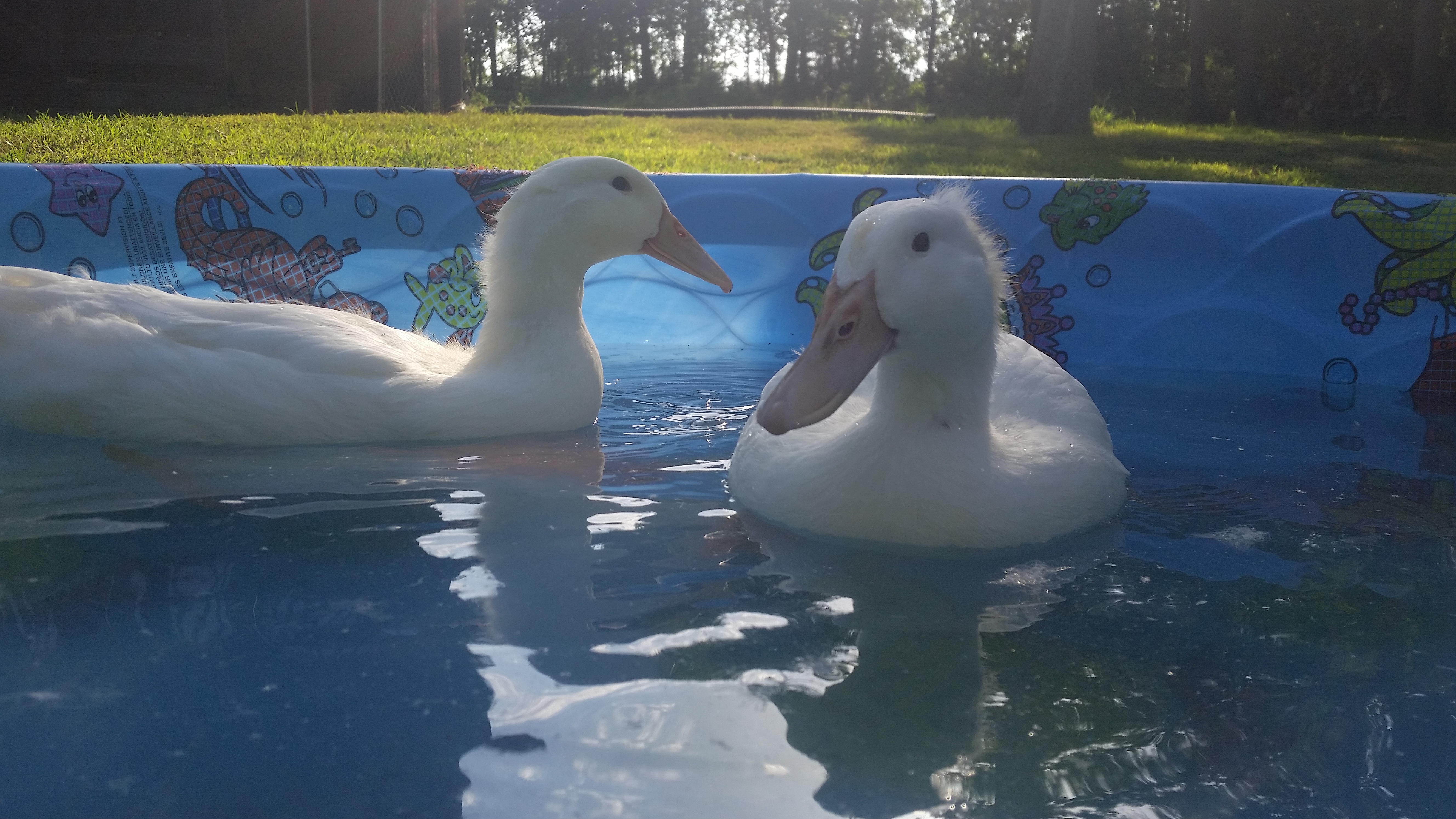 Poncha & Lefty