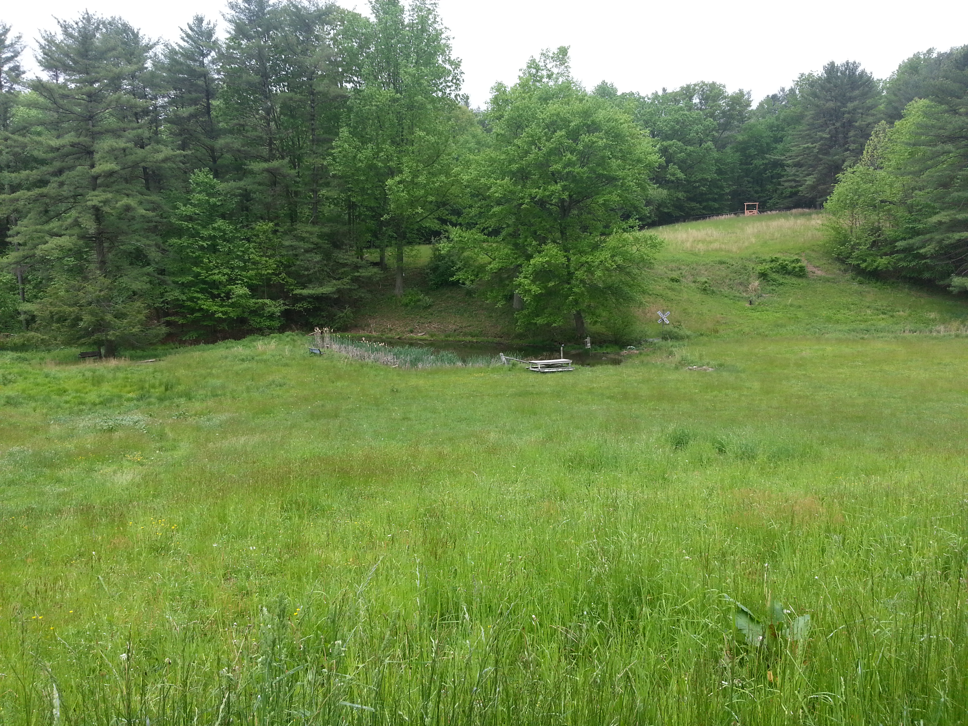 Pond and horse pasture