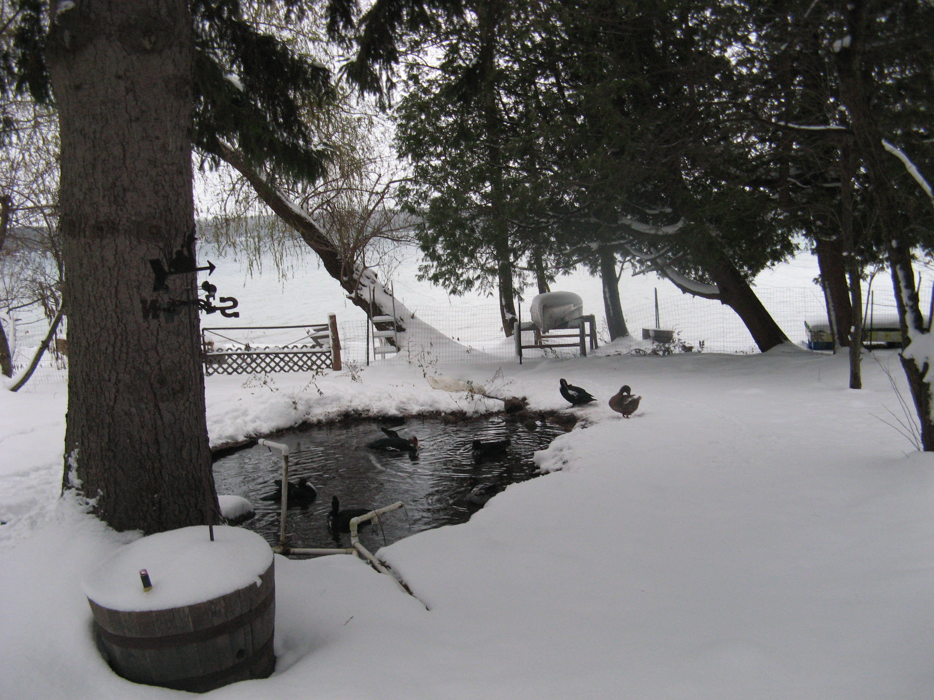 Pond in Winter Ducks really enjoying it too.