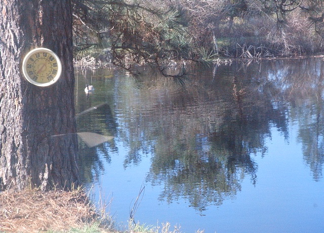 Pond