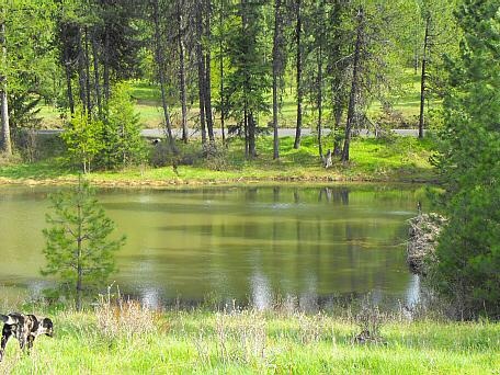 Pond