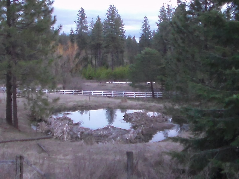 Pond
