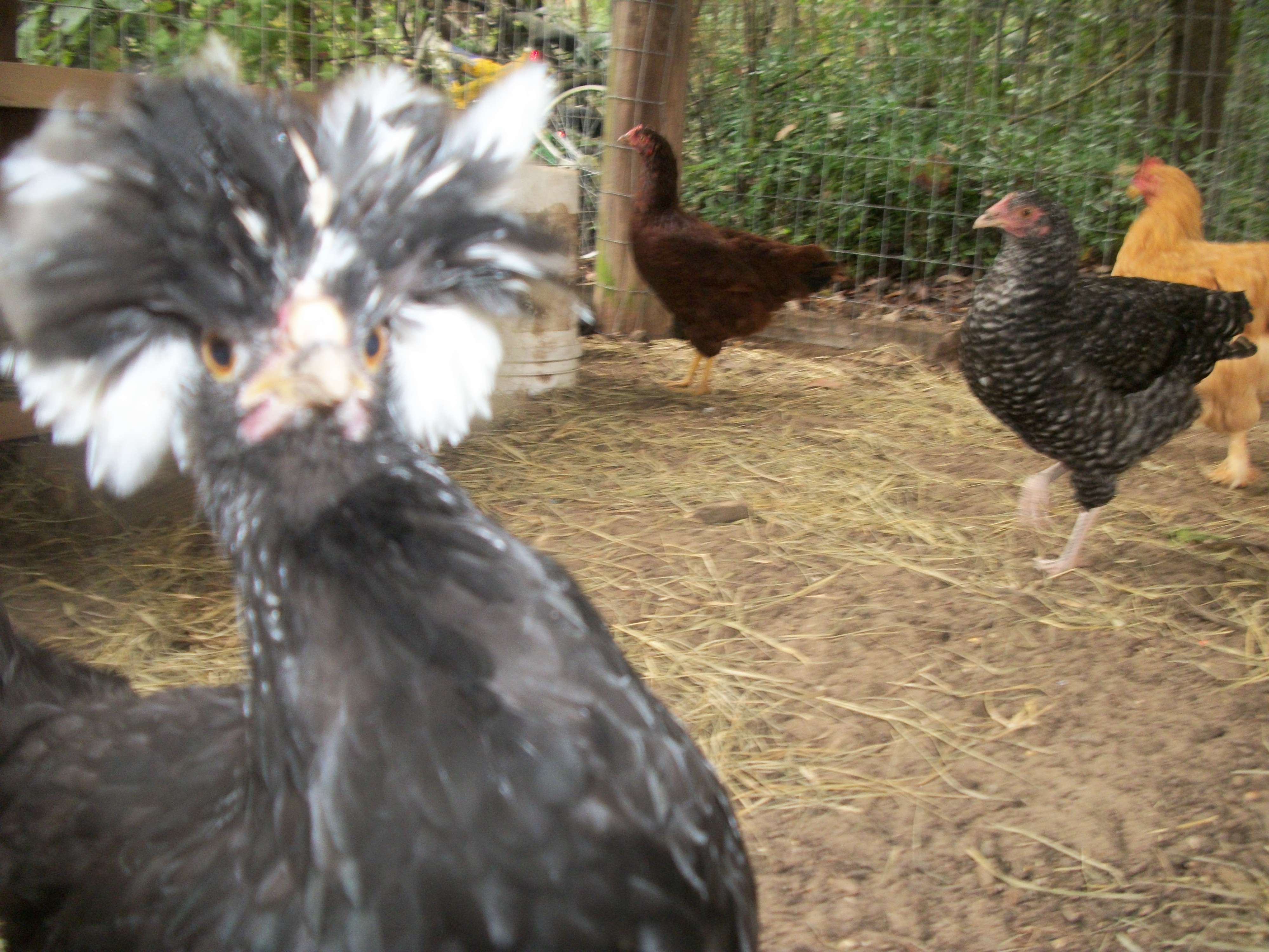 Poody and the girls!