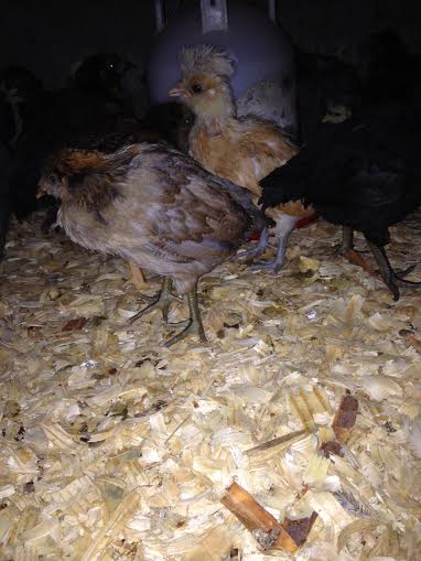 Poof the buff polish