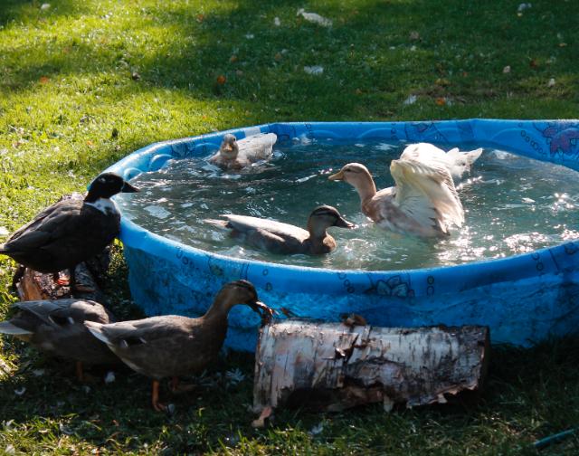 Pool for waterfowl.