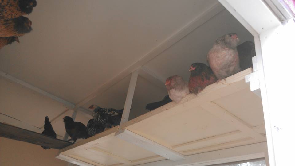 Poop boards below the roosts on one side