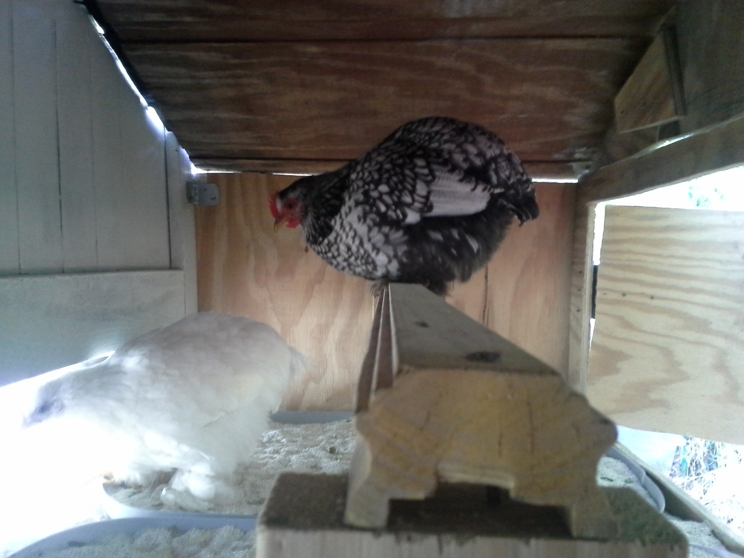 Poop boards under roost. Fits 8 bantams, Shirleys choice of who. : )
Those are two upside down shallow rubbermaid lids filled 1 inch of play sand and 1 inch of Sweet PDZ.  Learned all about poop boards and sweet pdz right here on BYC.