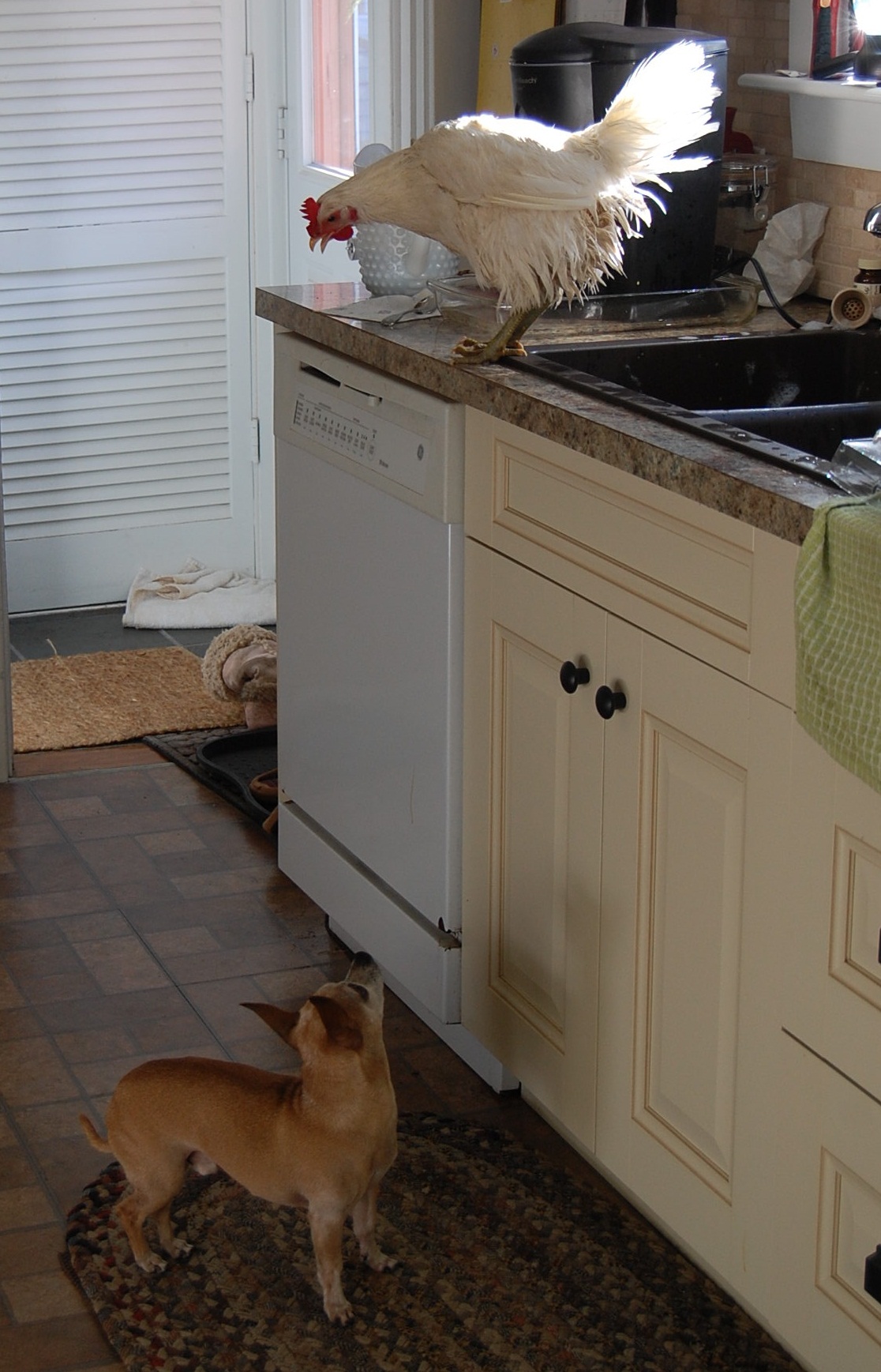 Poop butt  is no fun for my big white Jersey Giant Paula Dean. In the winter its too chilly for a bath outside. Jack the chihuahua was not so happy with the decision.