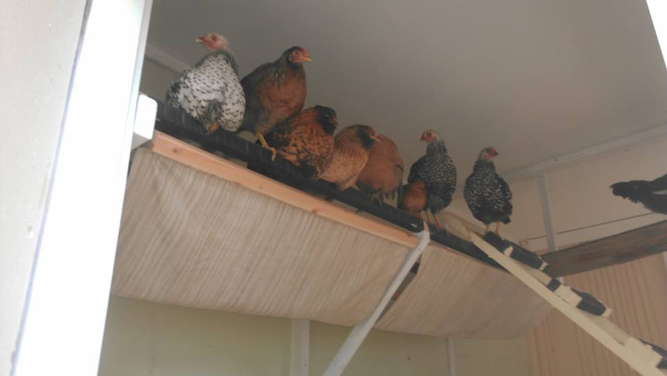 Poop hammocks below the roosts on one side.
