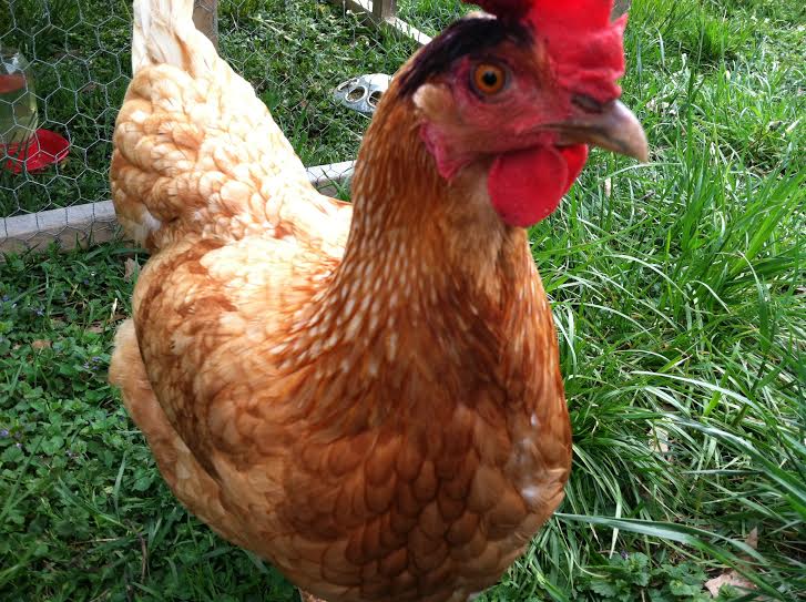Poor Amelia, Clara pecked her hard yesterday and wouldn't leave her alone.  Amelia got blue-kote and Clara got a time-out.